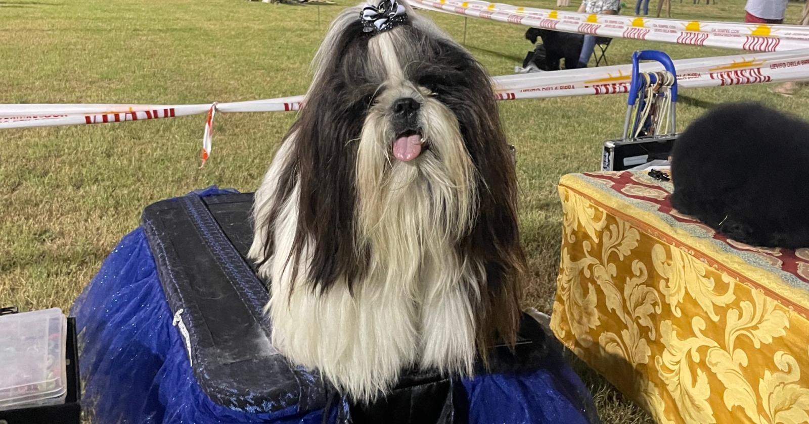 In 100 per una serata da cani