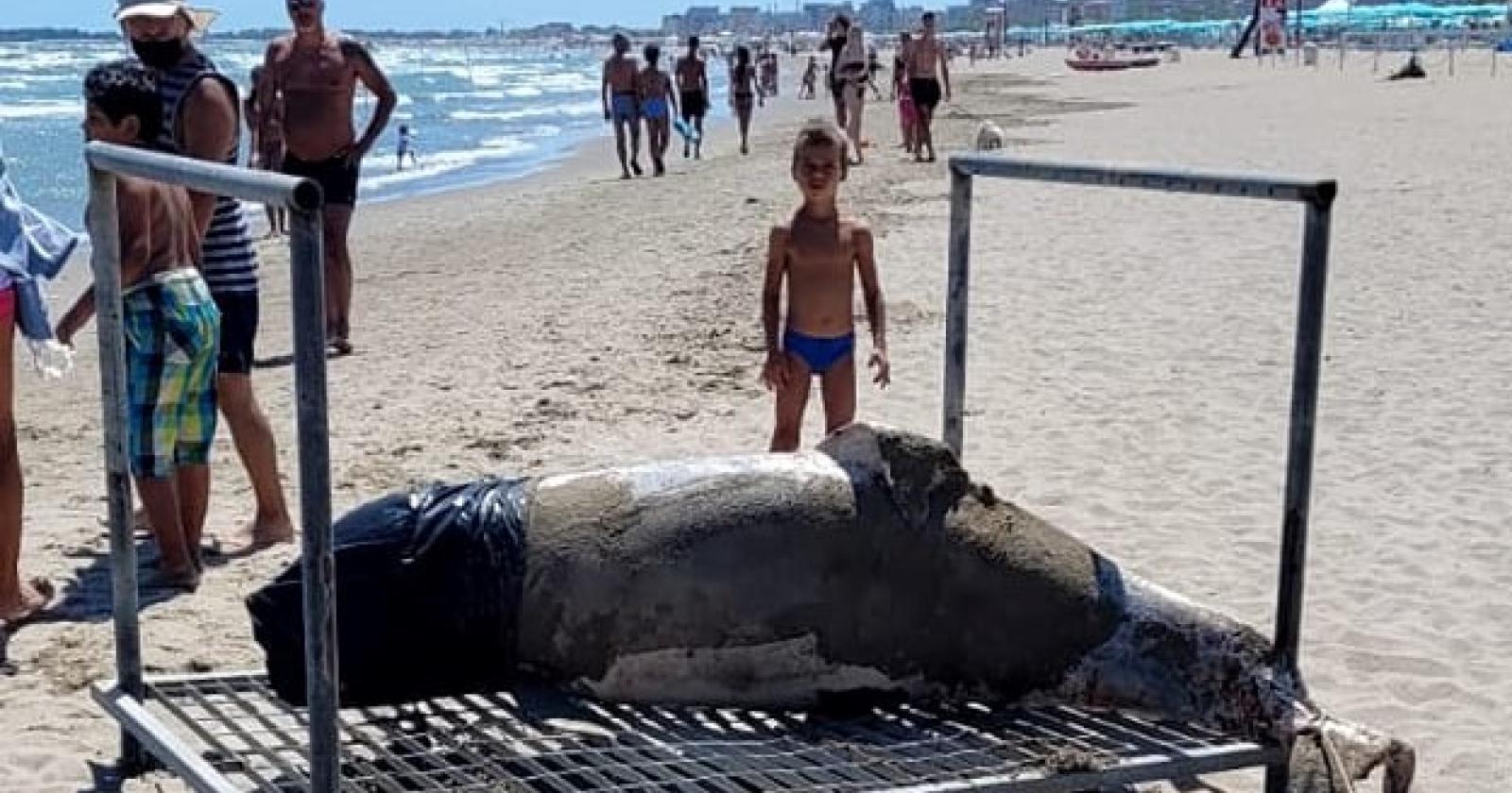 Delfino spiaggiato sulla riva, è il secondo