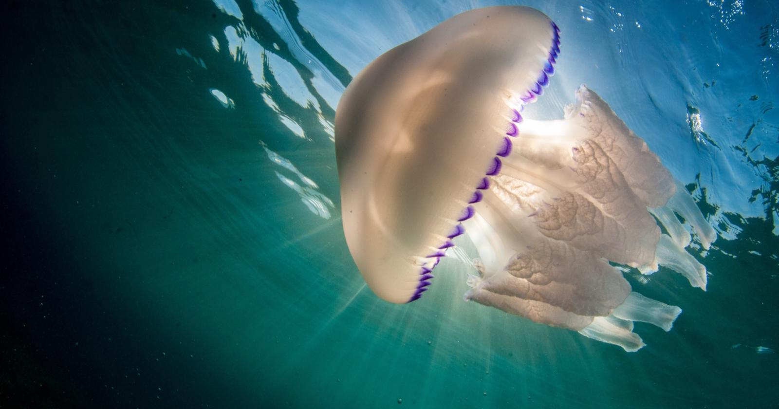 Invasione di meduse nel mare del Veneto