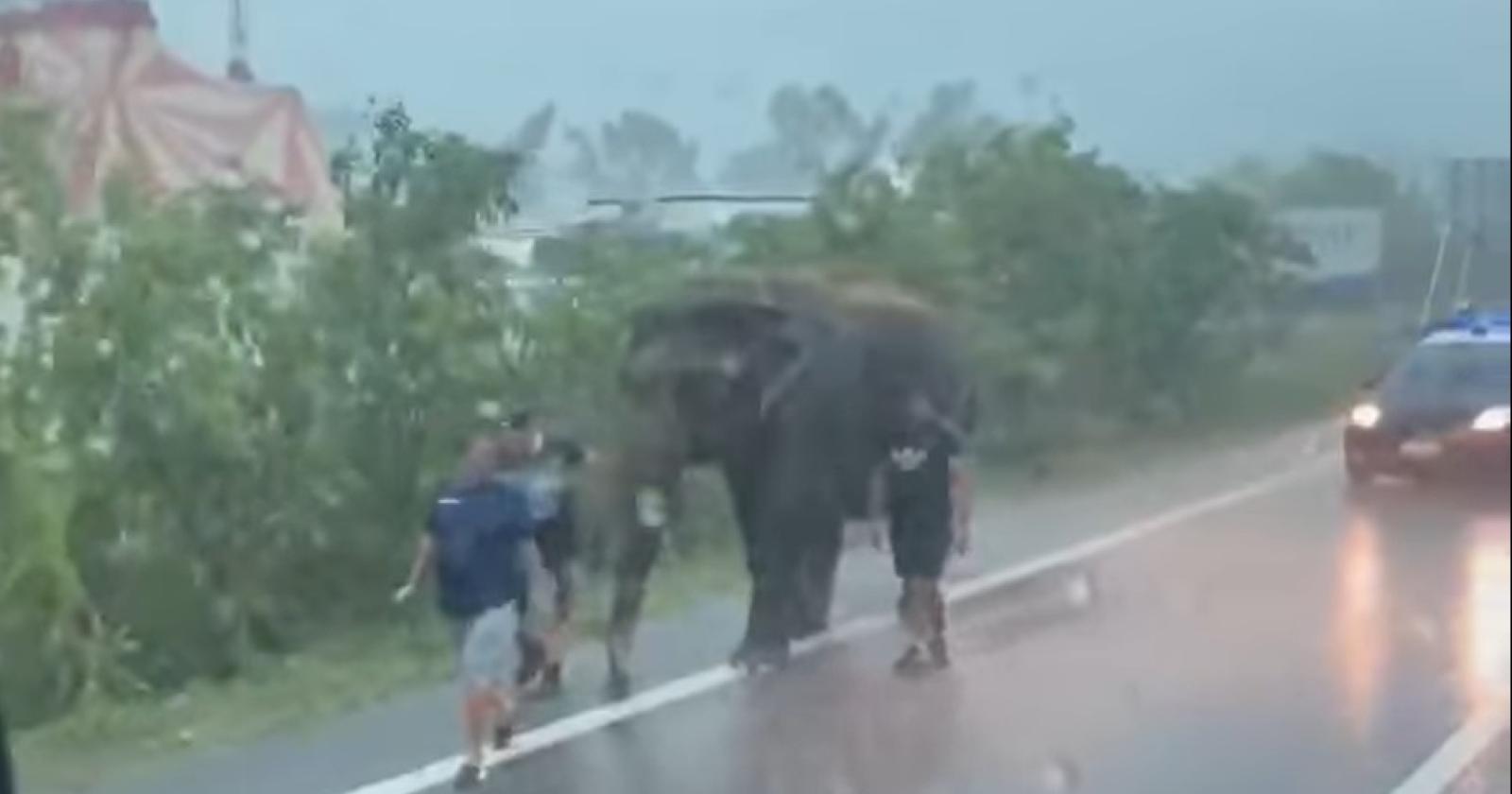 Elefante in Romea, intervengono i carabinieri