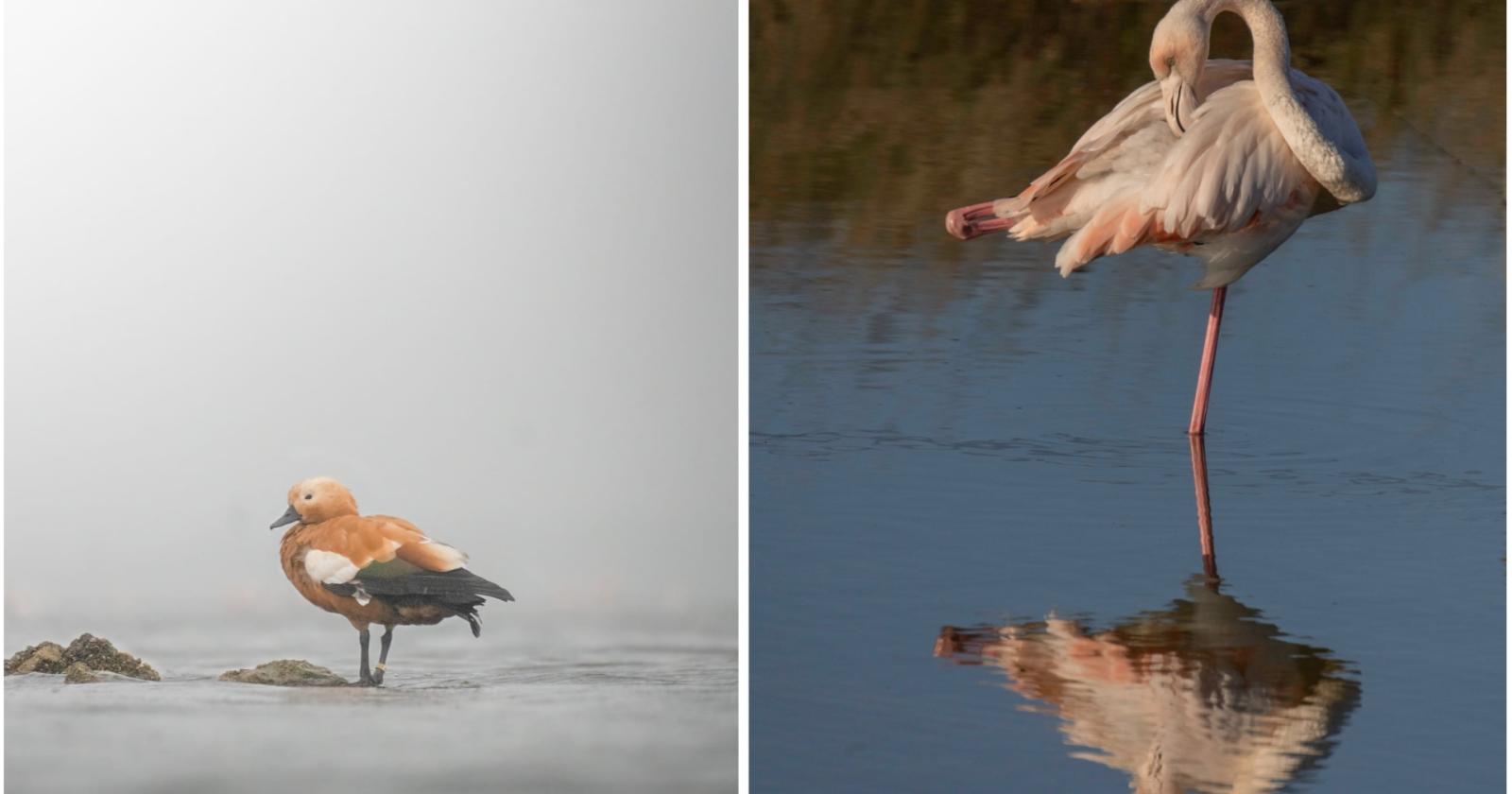 Animali e paesaggi del Po in una mostra fotografica
