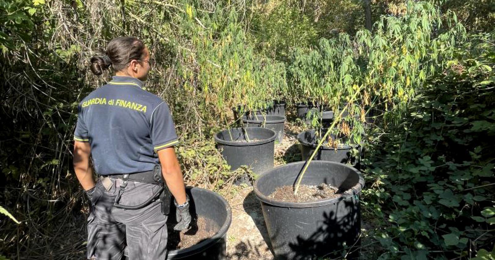 Nel Delta scoperta un'isola di marijuana
