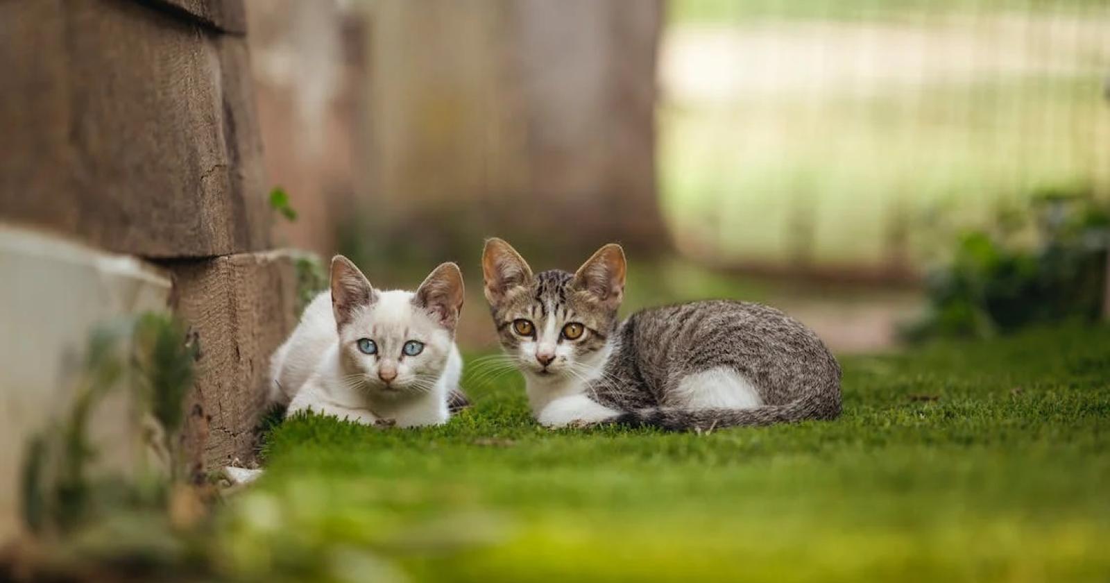 Martedì in consiglio si discute sull’oasi felina