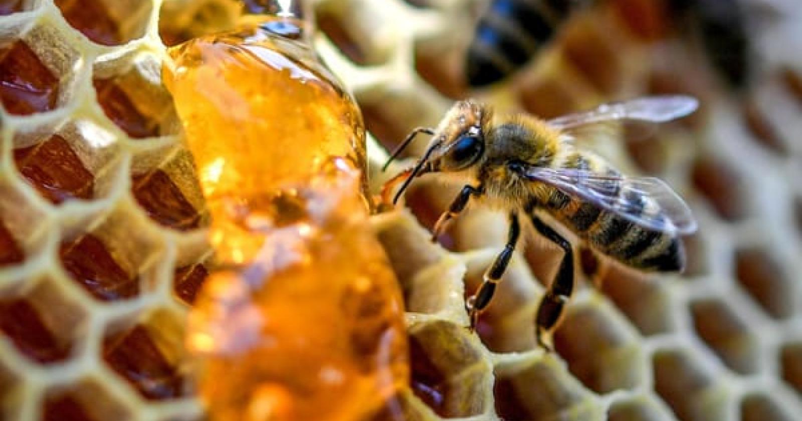 Il caldo torrido sfianca le api: perdita di un terzo del miele