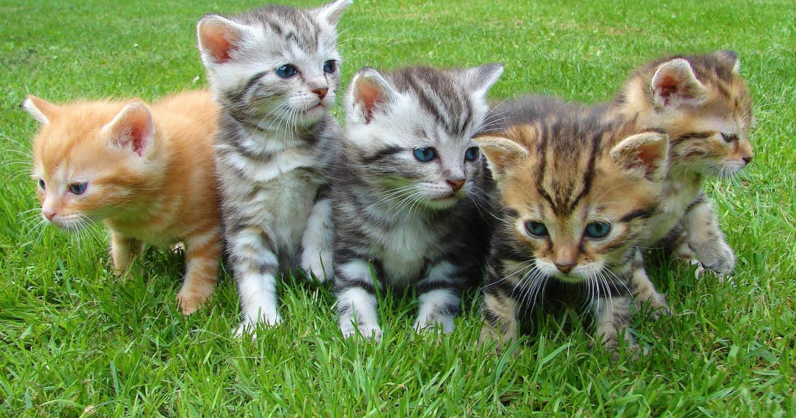 “Gattile e anche cimitero per i quattro zampe”