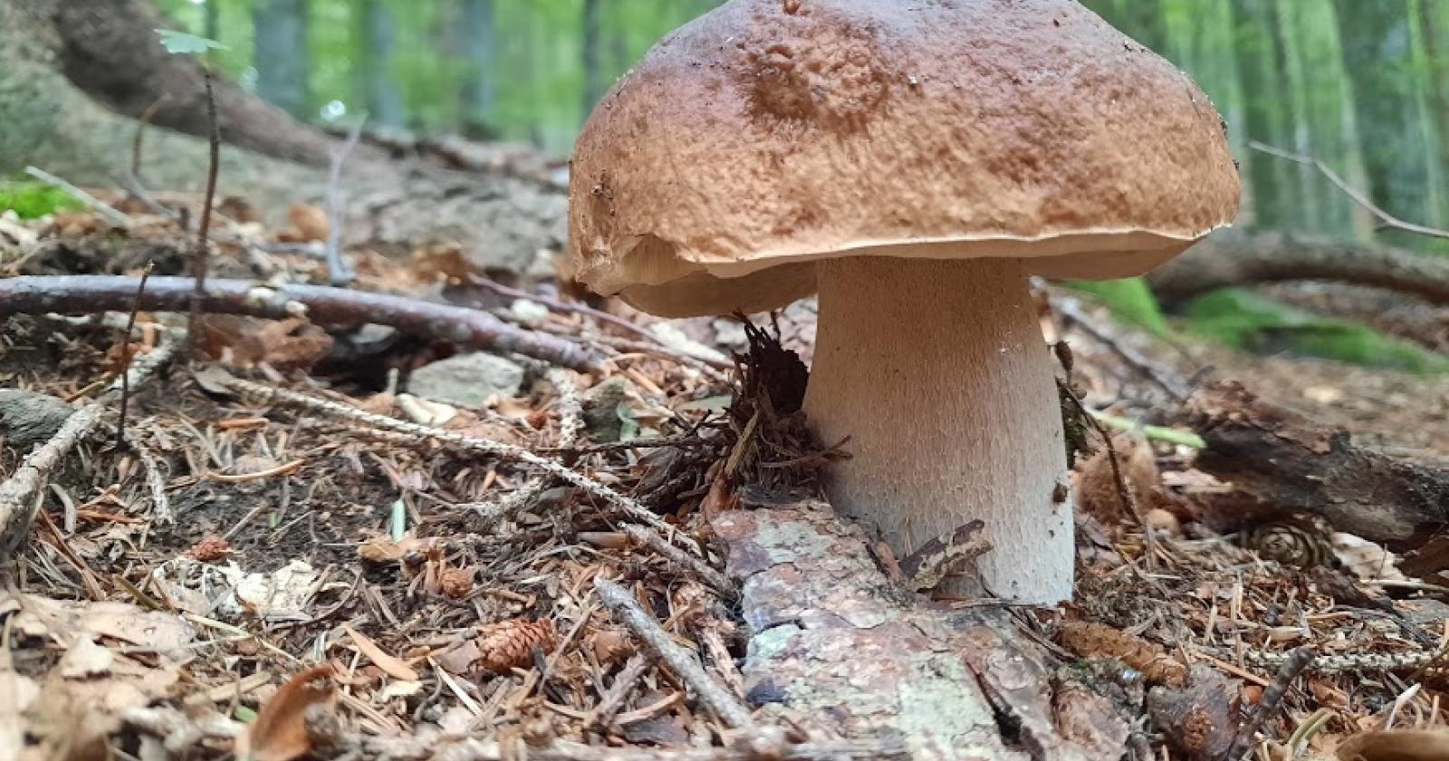 Occhio ai funghi: in 10 in ospedale in pochi giorni!
