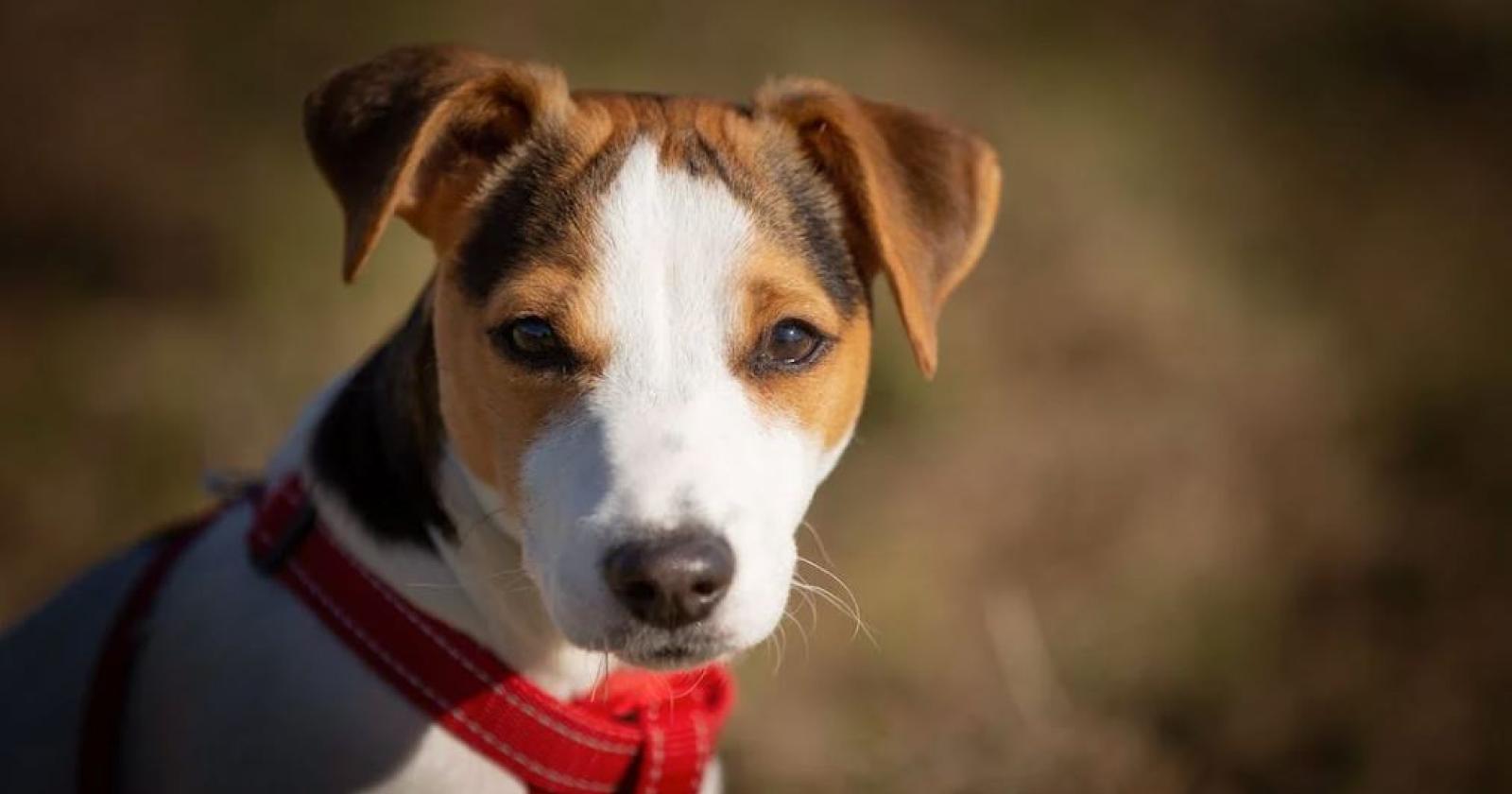 I "ricordini" dei cani rovinano la città: la protesta dei turisti