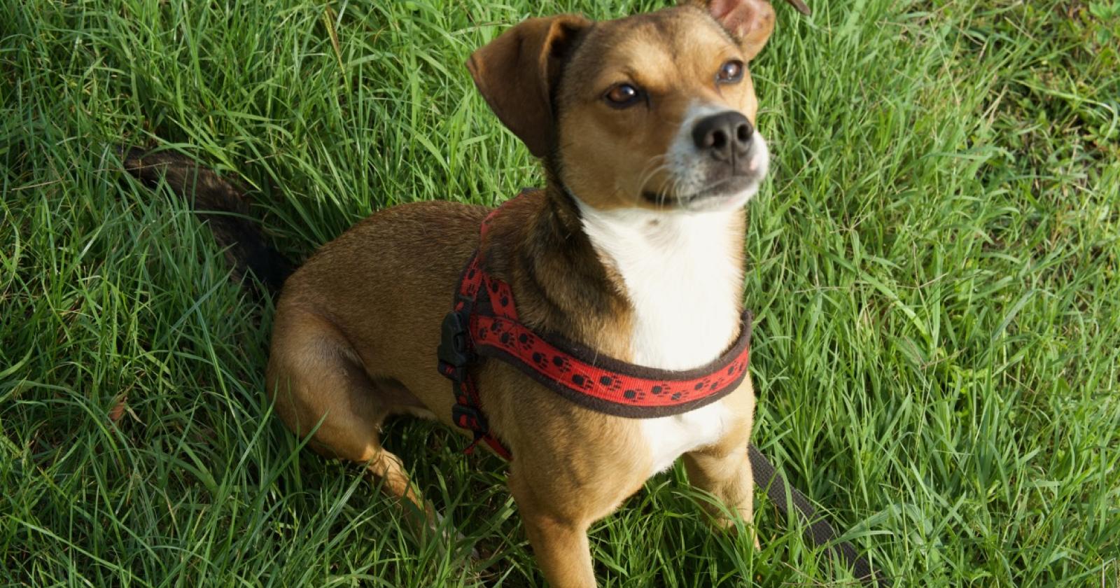 Ecco dove adottare il tuo cane!