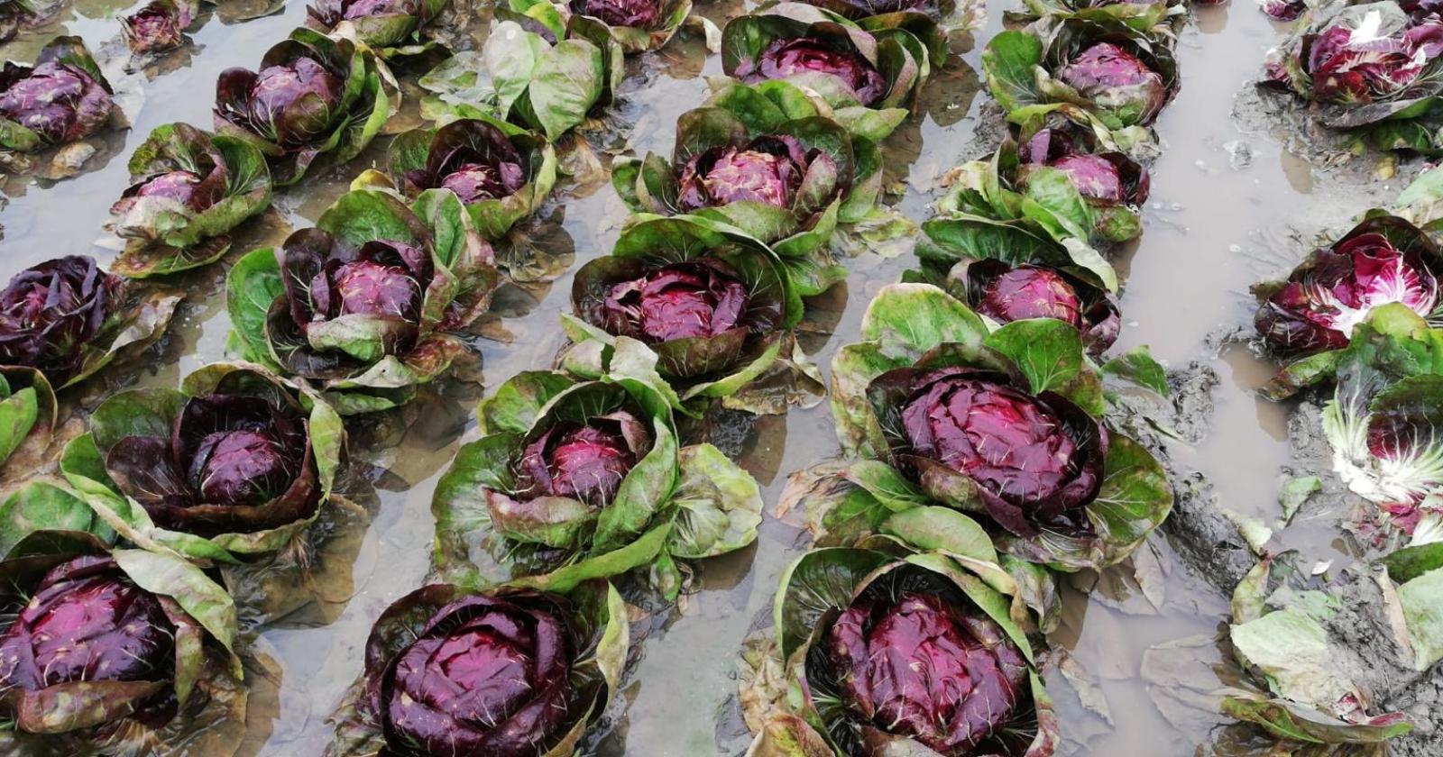 Il radicchio conquista la Liguria