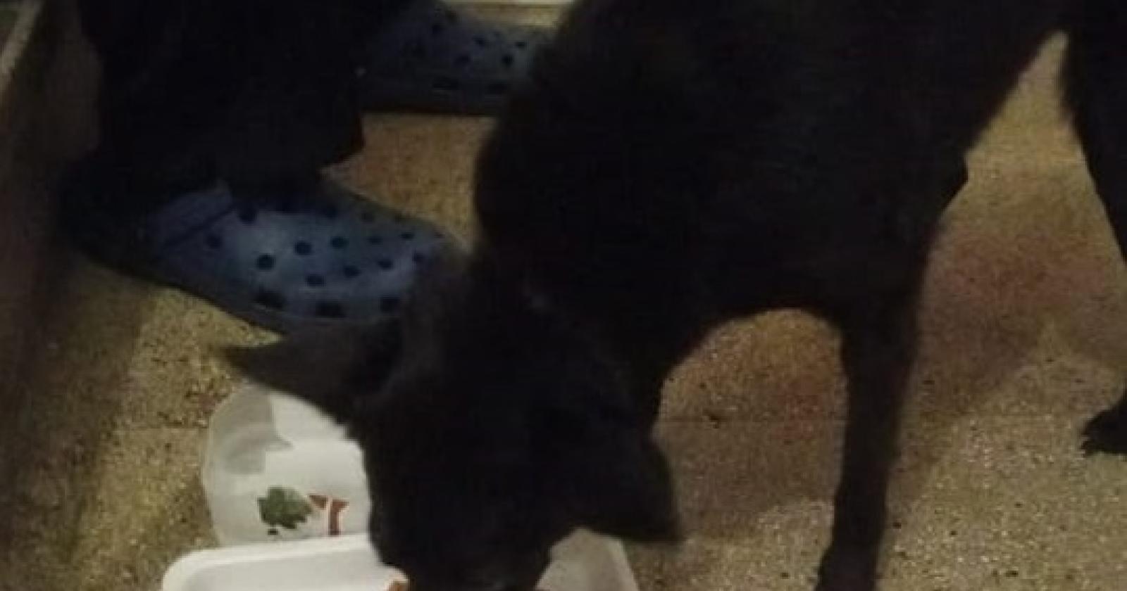 Lanciano una cagnolina dal furgone in corsa