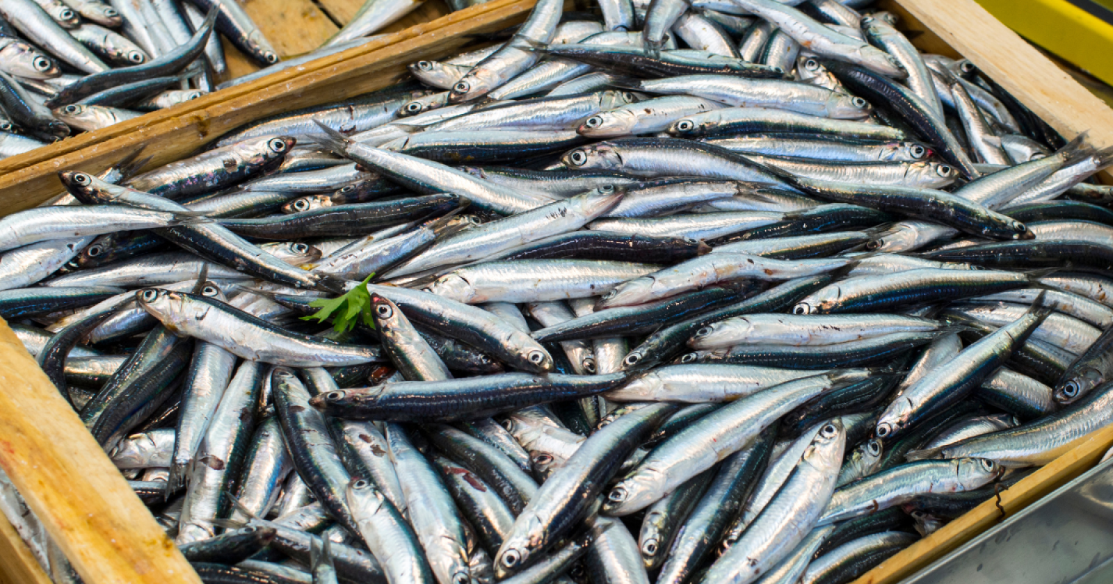 I benefici del pesce azzurro sulla nostra salute