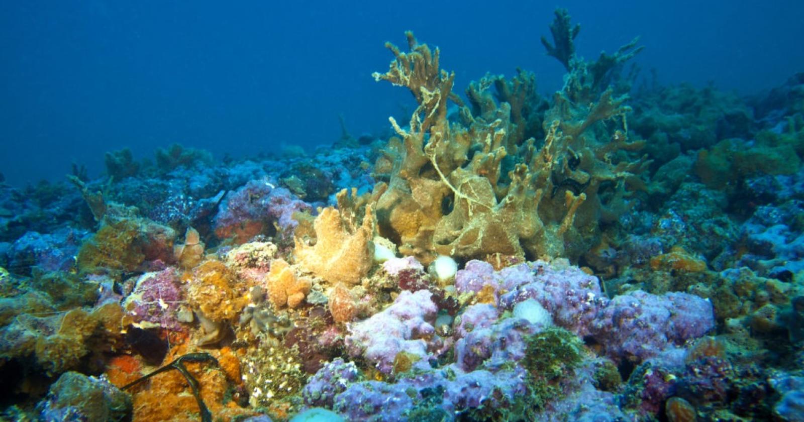 Le Tegnue di Chioggia diventano Zona Speciale di Conservazione