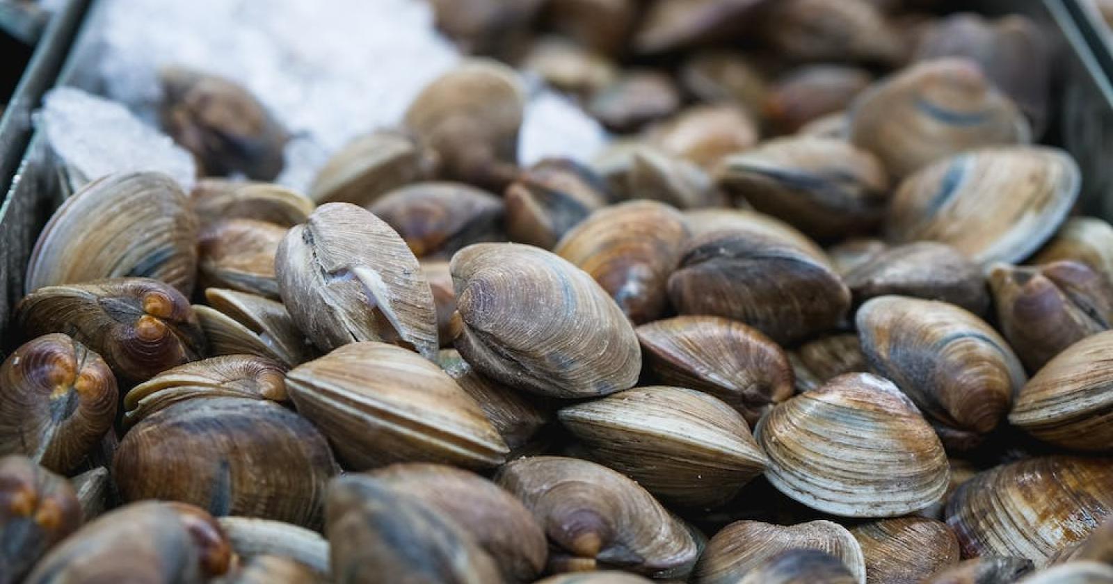 Taglia minima delle vongole, arriva il via libera ufficiale