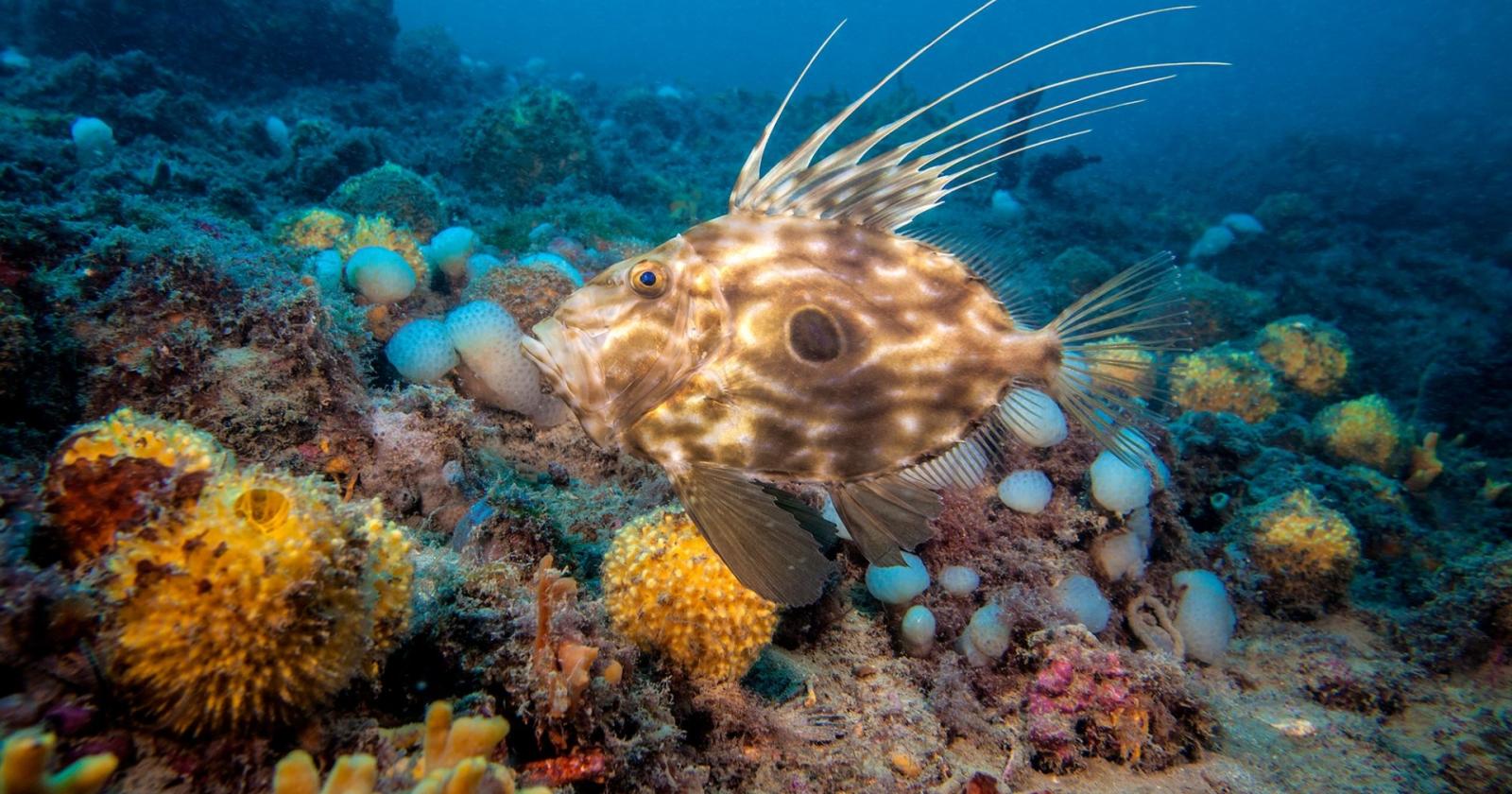 Le Tegnùe quale patrimonio Unesco,  la presentazione al Summit del Mare
