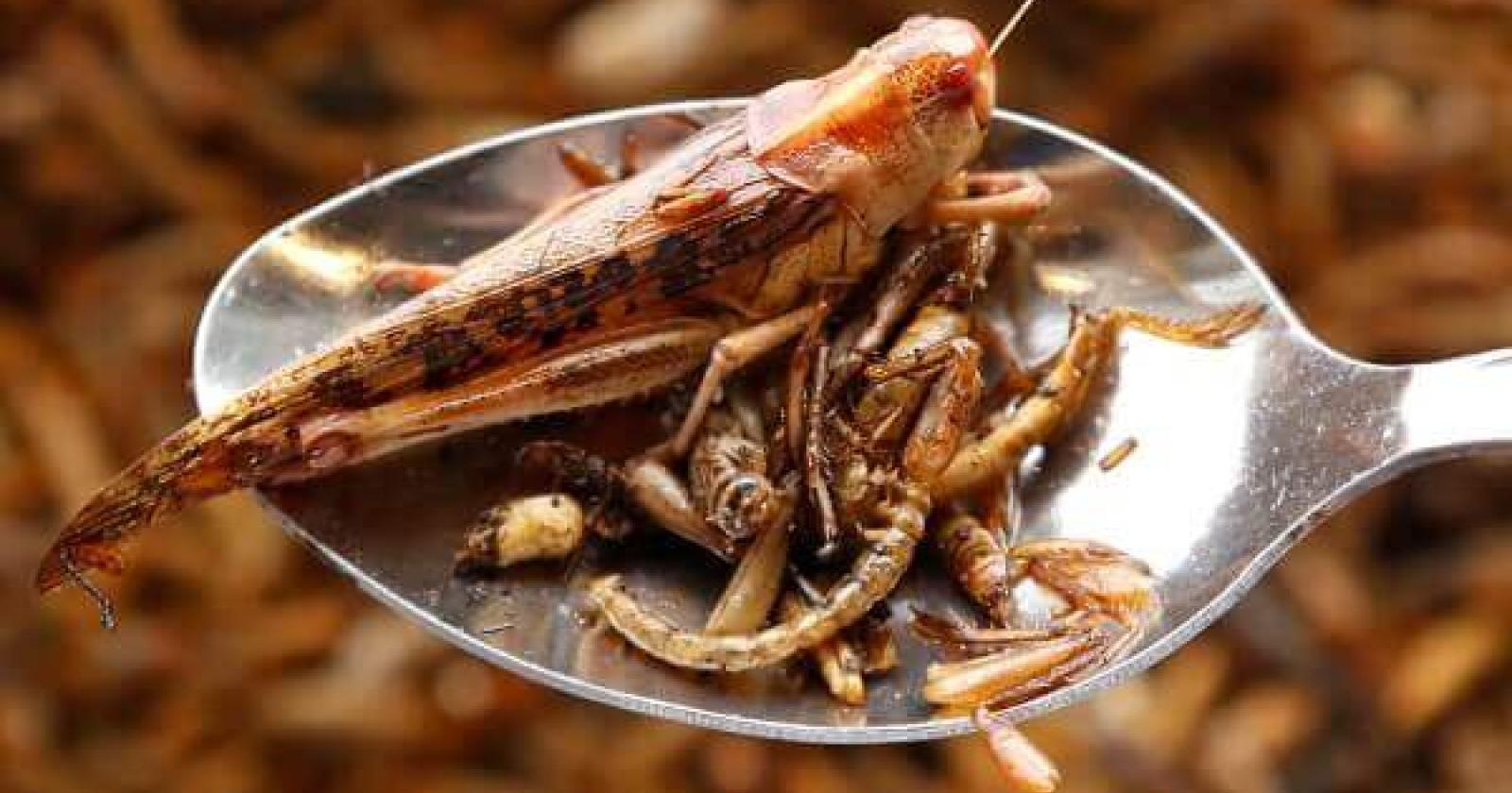 L'Unione Europea dà l'ok: "Si possono mangiare le cavallette"