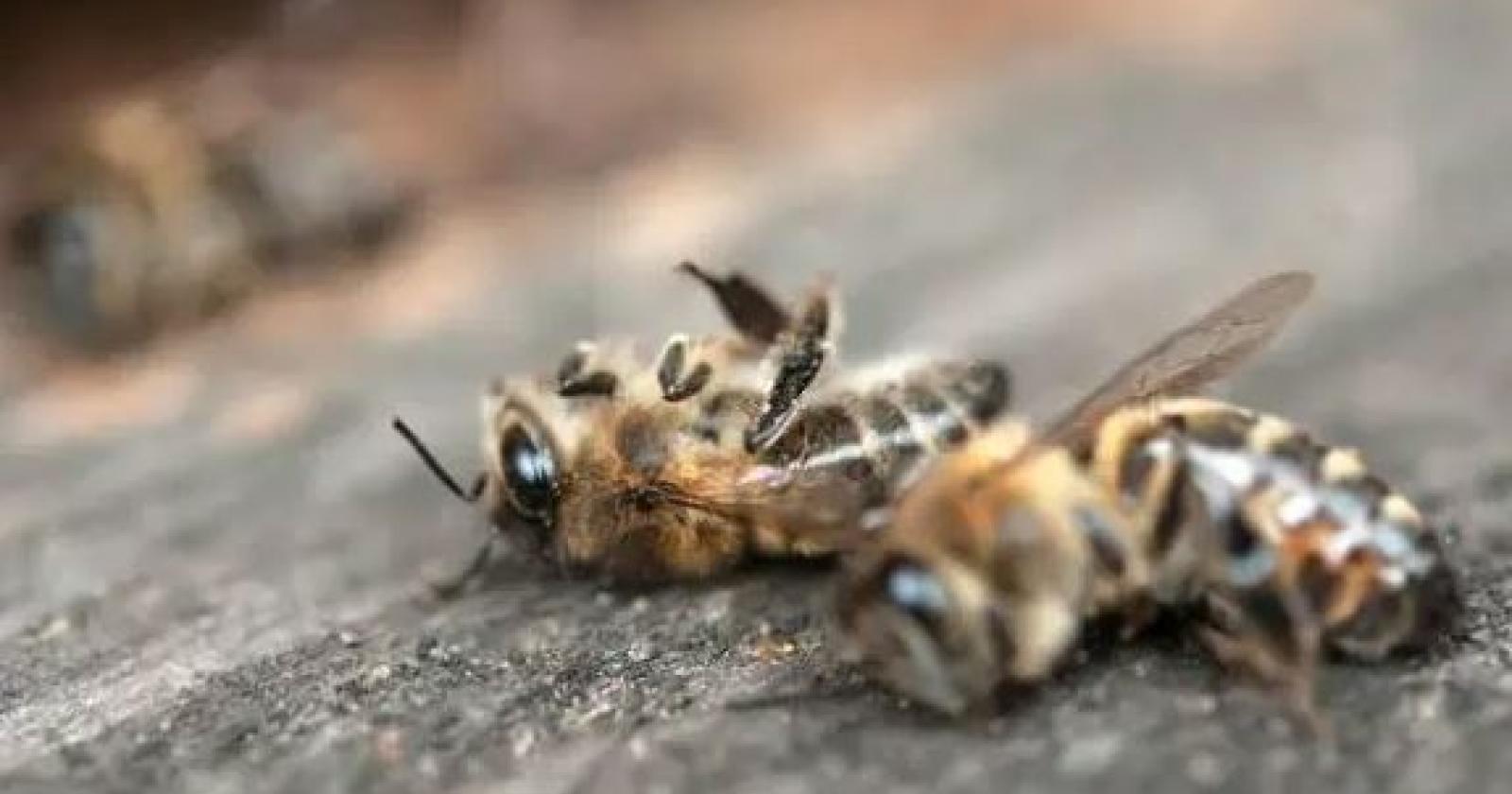 Strage di api sui colli, è allarme