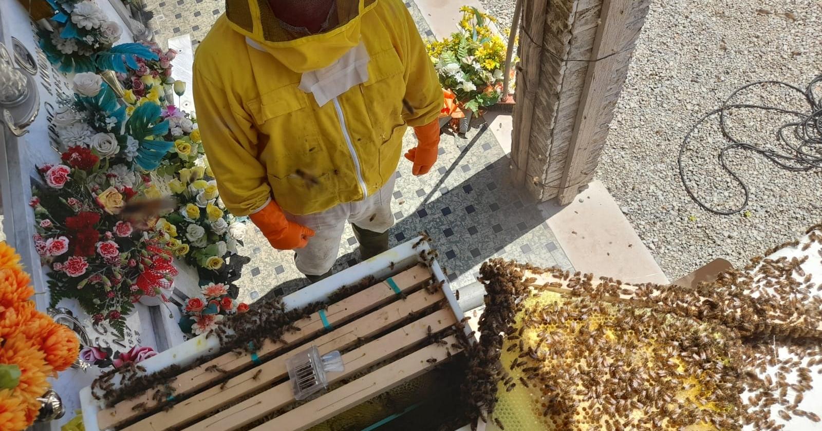 Cimitero, salvate le api dei loculi