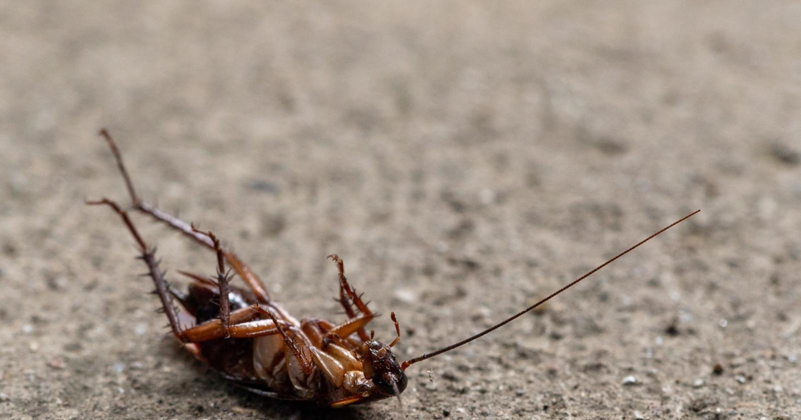 Gli scarafaggi invadono il centro