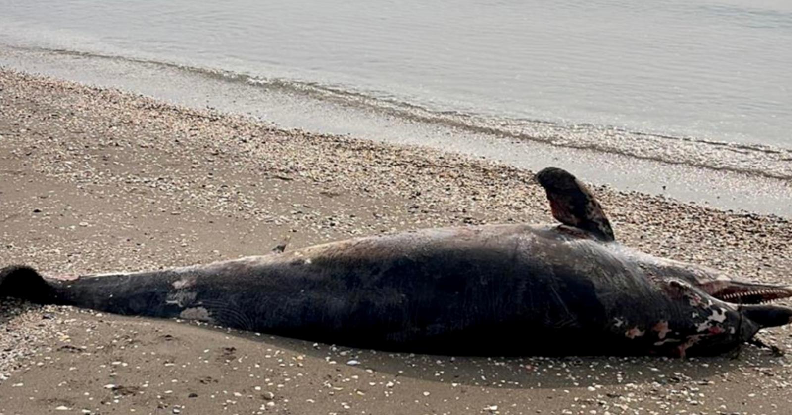 Delfino morto sulla spiaggia