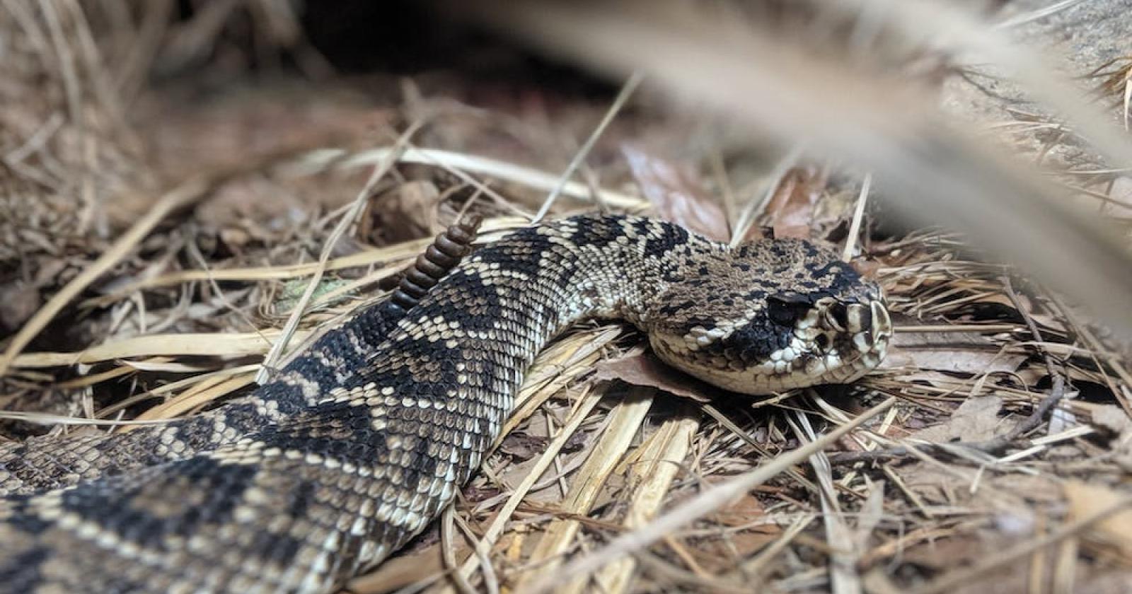 Vipera morde un dodicenne in spiaggia