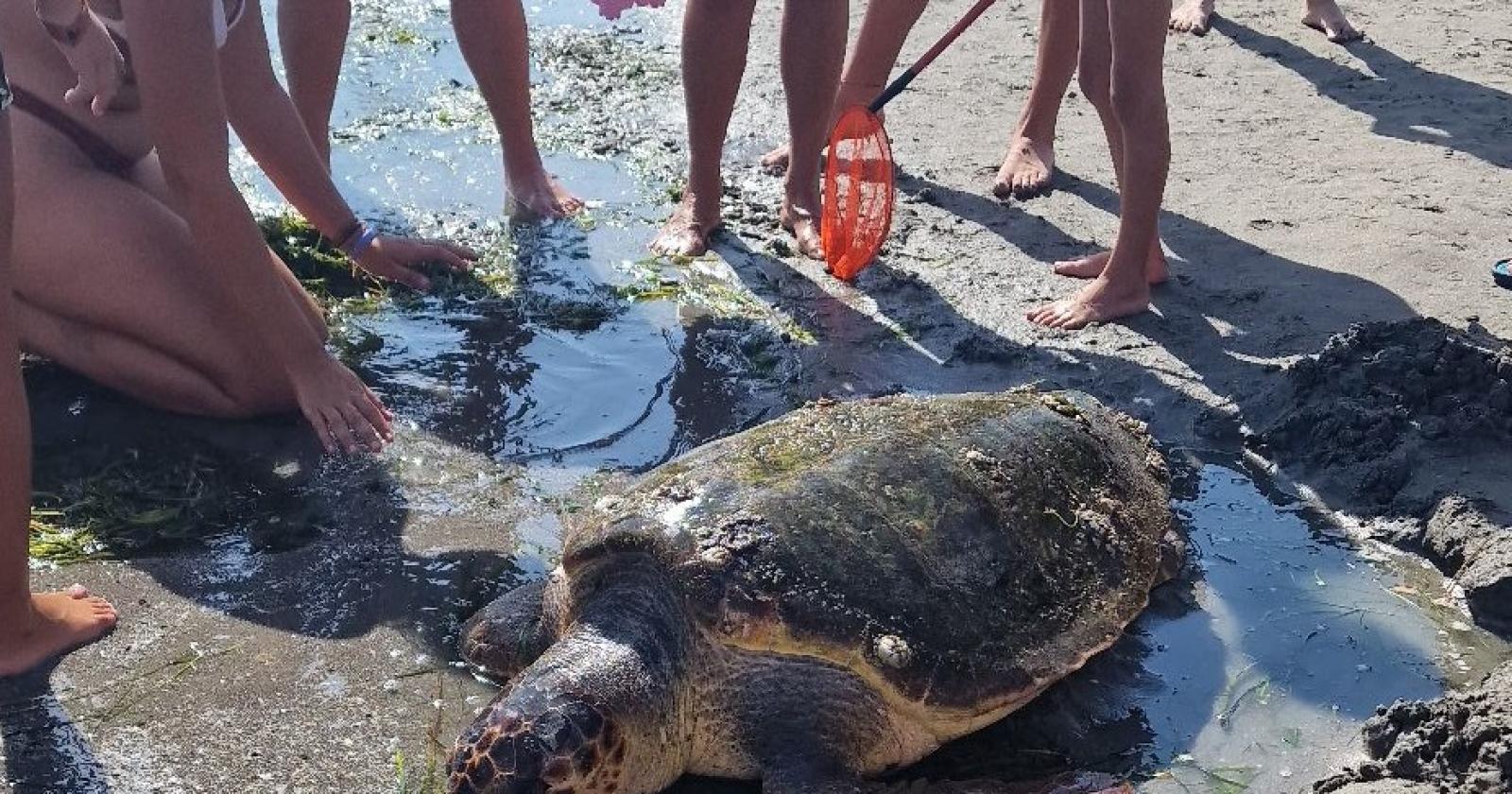 Tartaruga arenata in spiaggia a Sottomarina,
