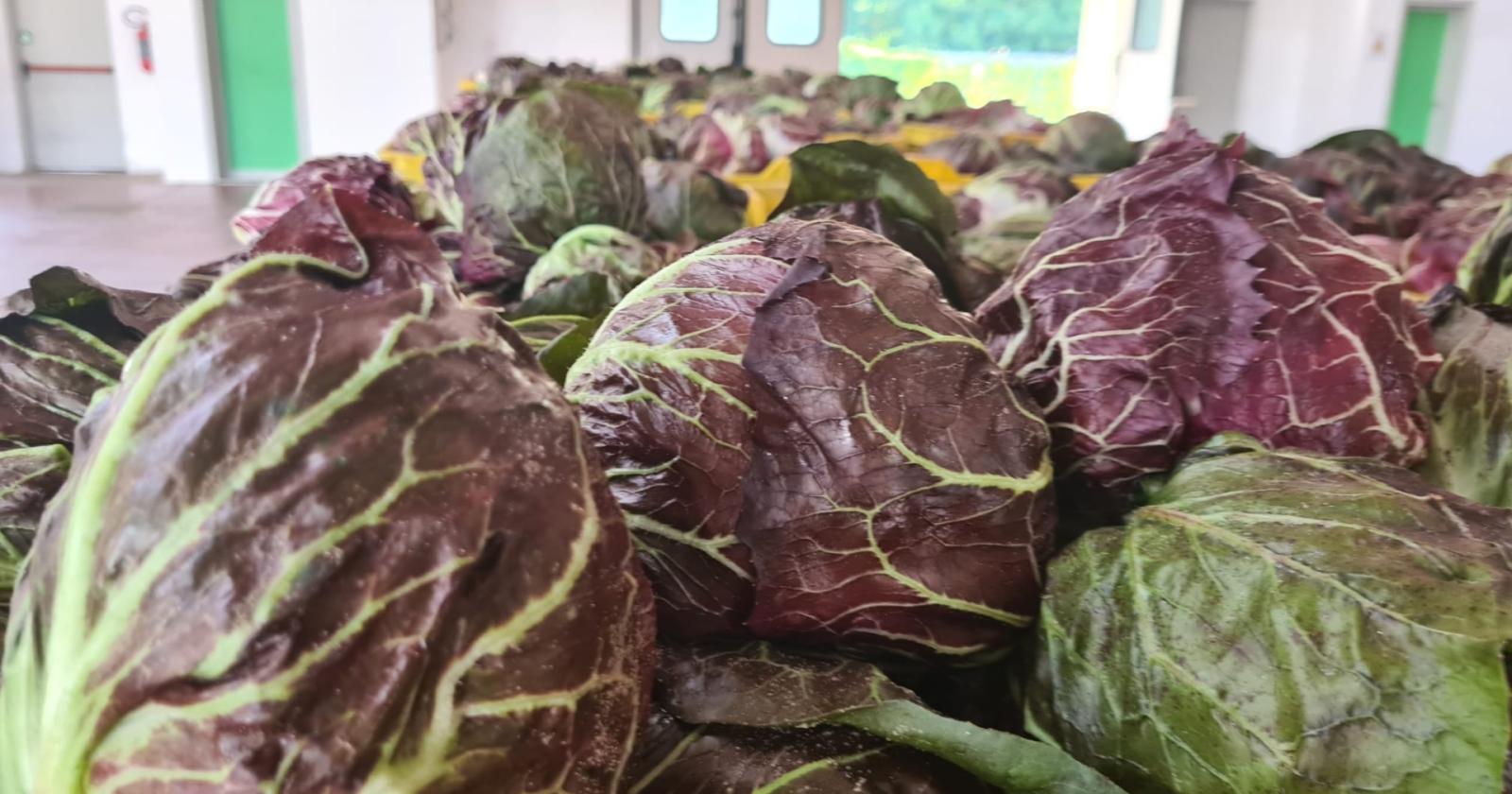 Radicchio, colla il fatturato locale