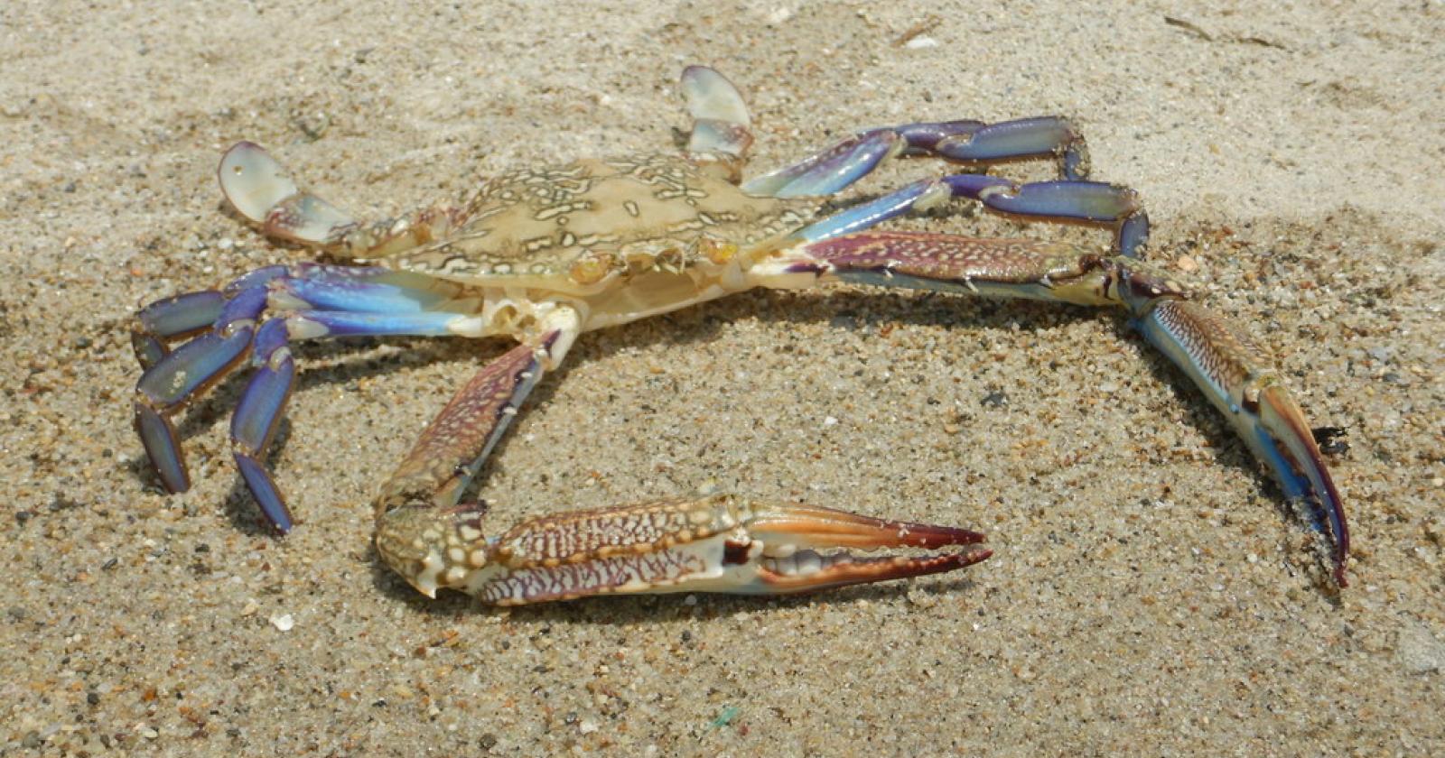 C'è una seconda specie di granchio blu nei nostri mari