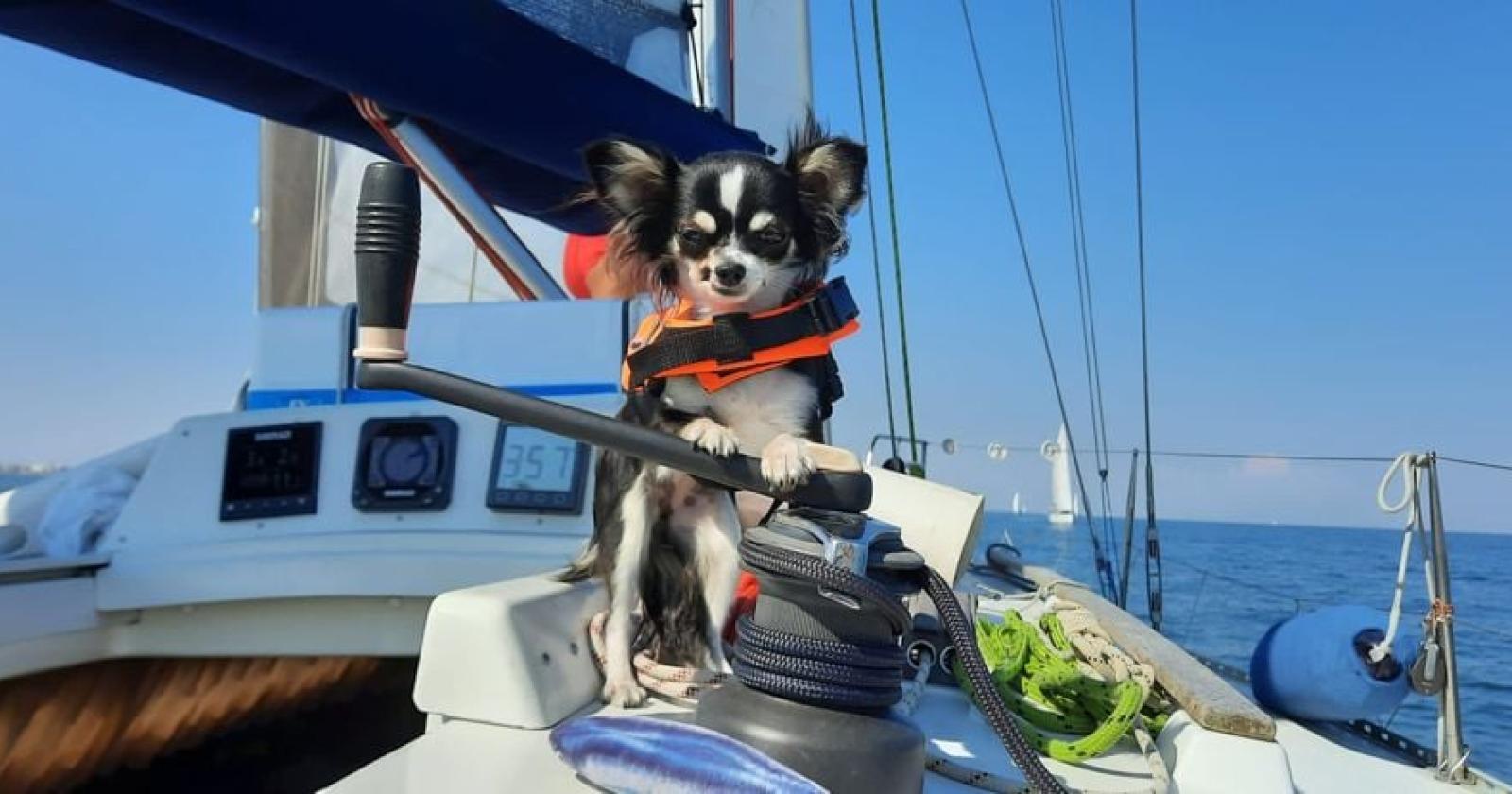 "Marinaio a 4 zampe", due giorni dedicati agli animali a bordo