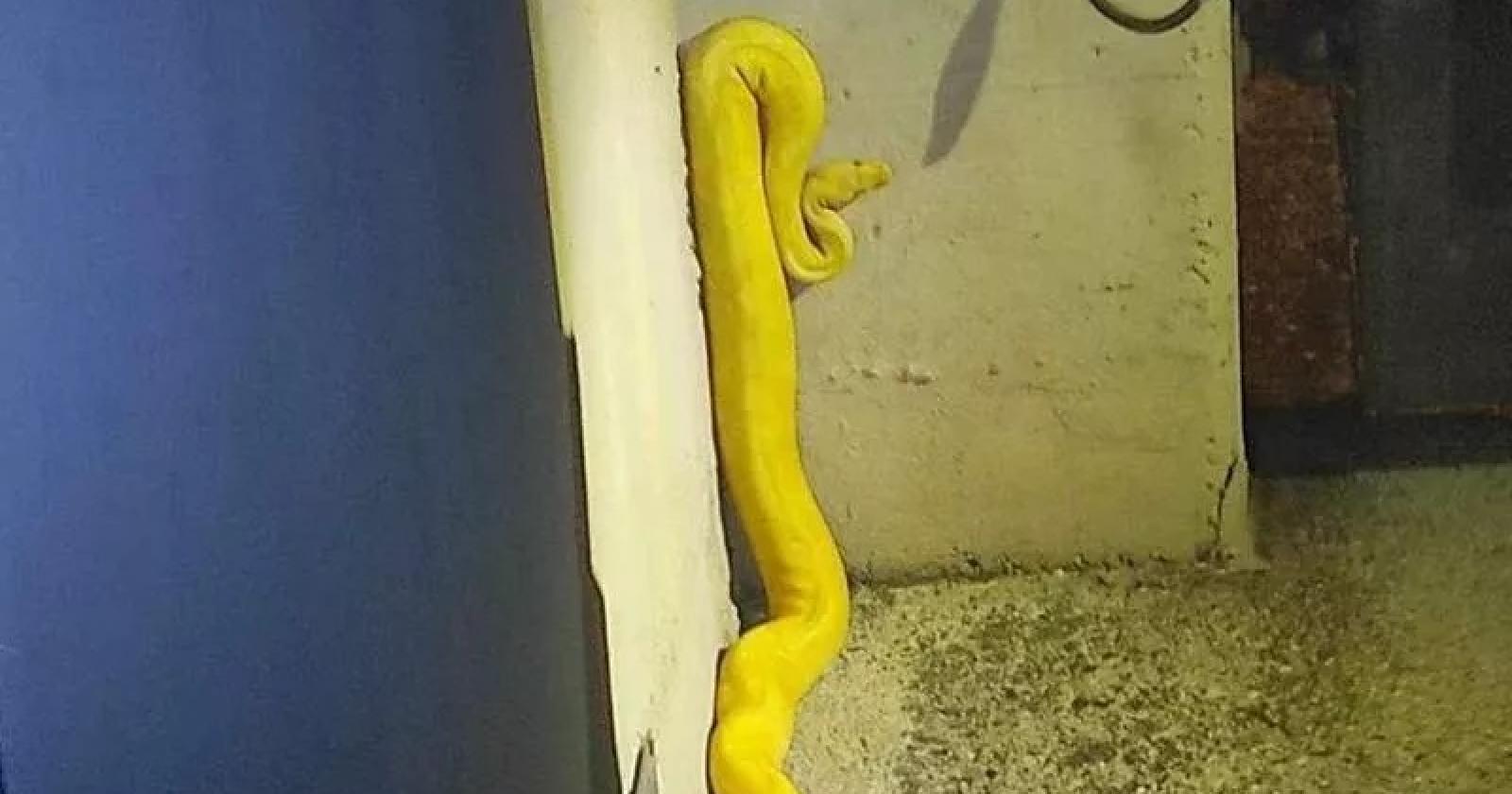 Un Boa in un condominio, serata di terrore