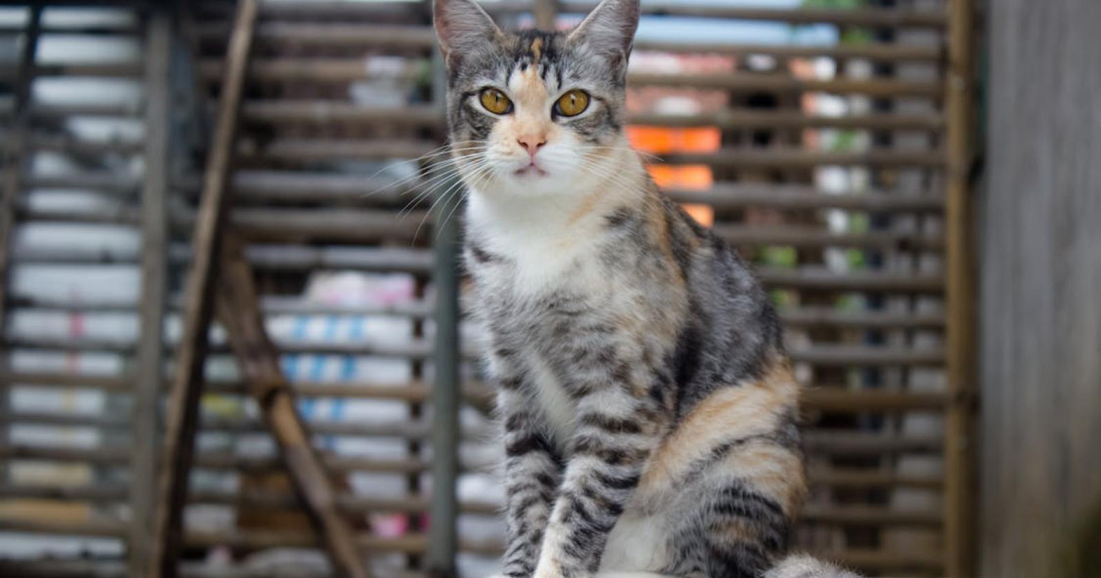Ca’ Bianca potrebbe ospitare il gattile