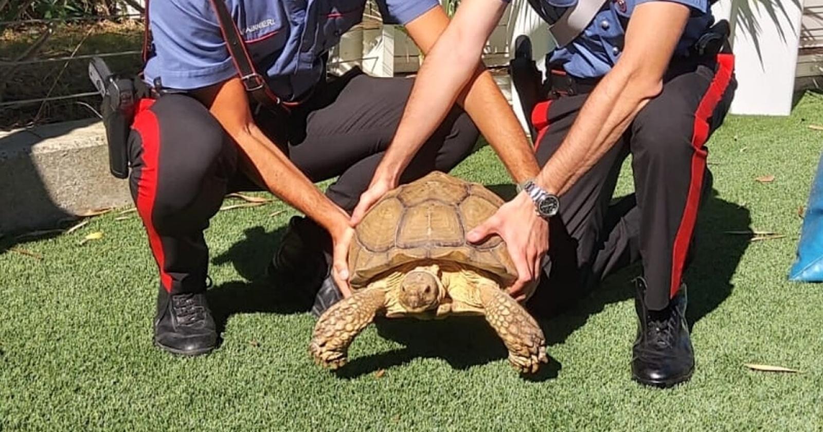 Tartaruga gigante a spasso per il centro