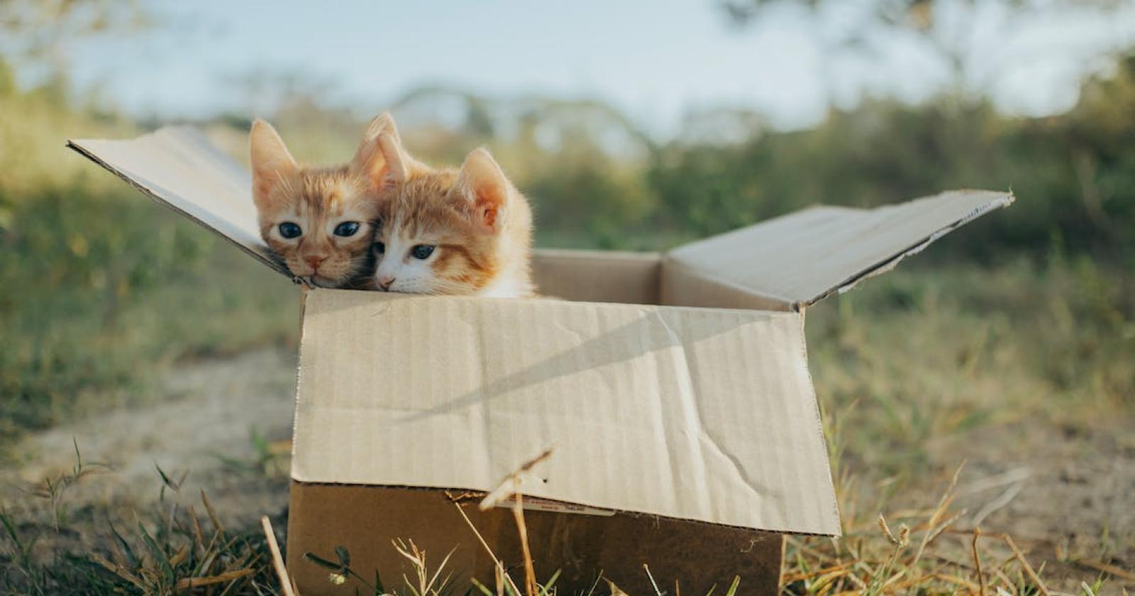 “Gattile a Ca’ Bianca troppo distante”