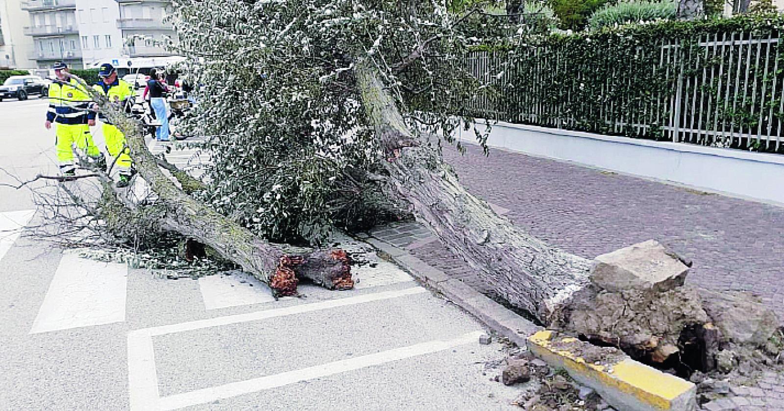 La Bora abbatte un albero in viale Umbria