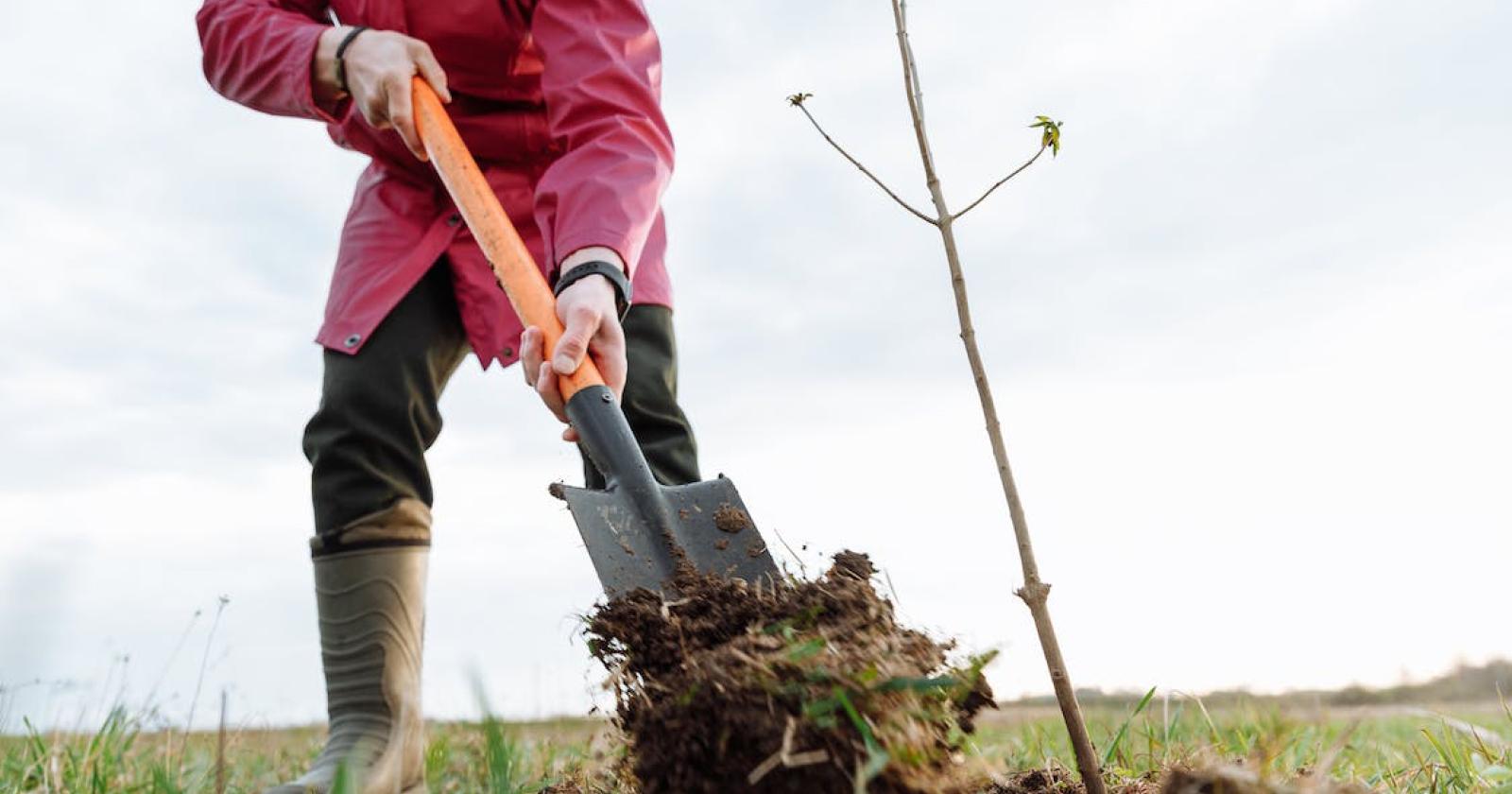 Nuovi alberi piantati, la Citt&agrave; metropolitana di Venezia seconda in Italia