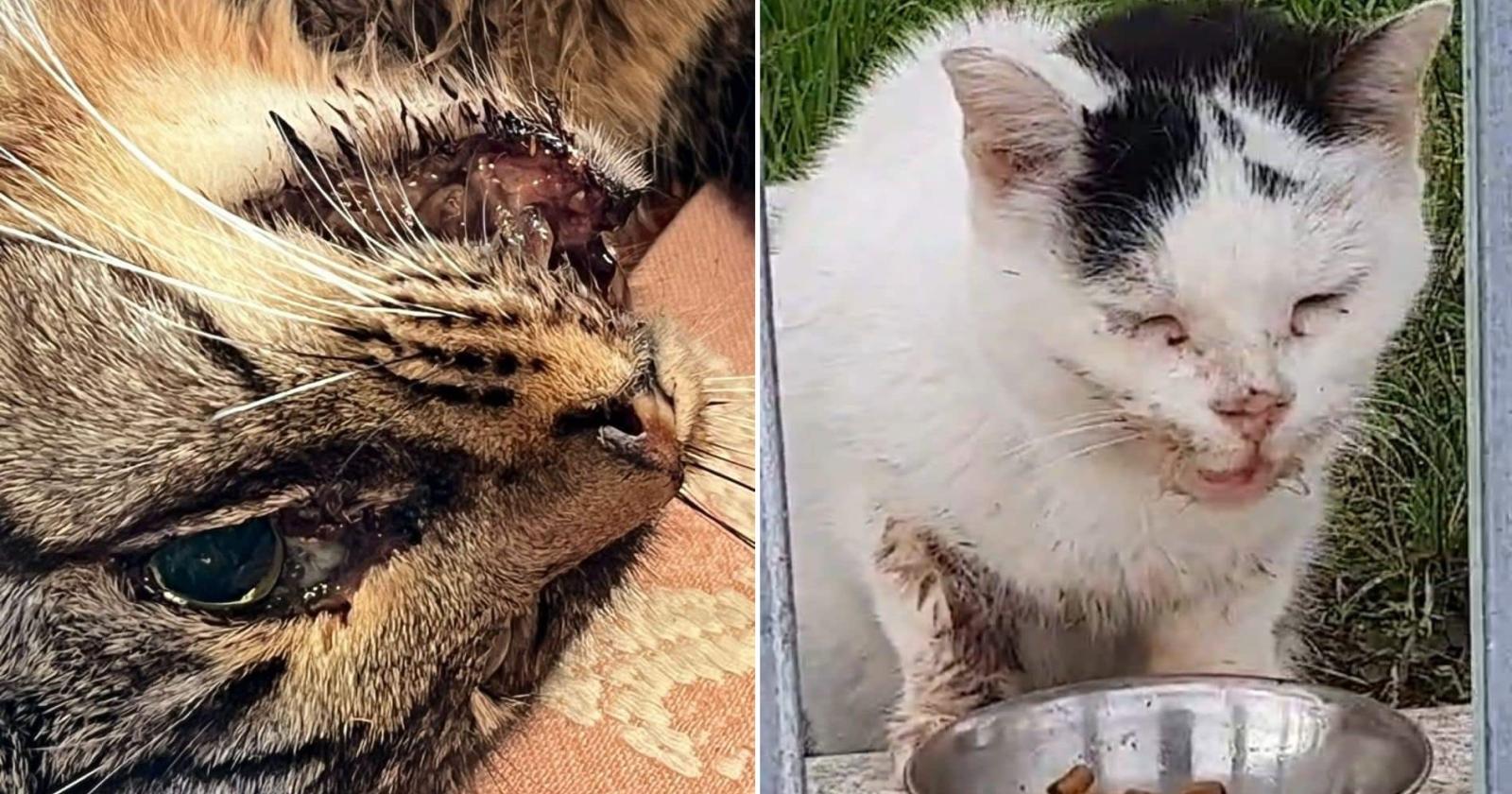 Gatti avvelenati e picchiati: è allarme
