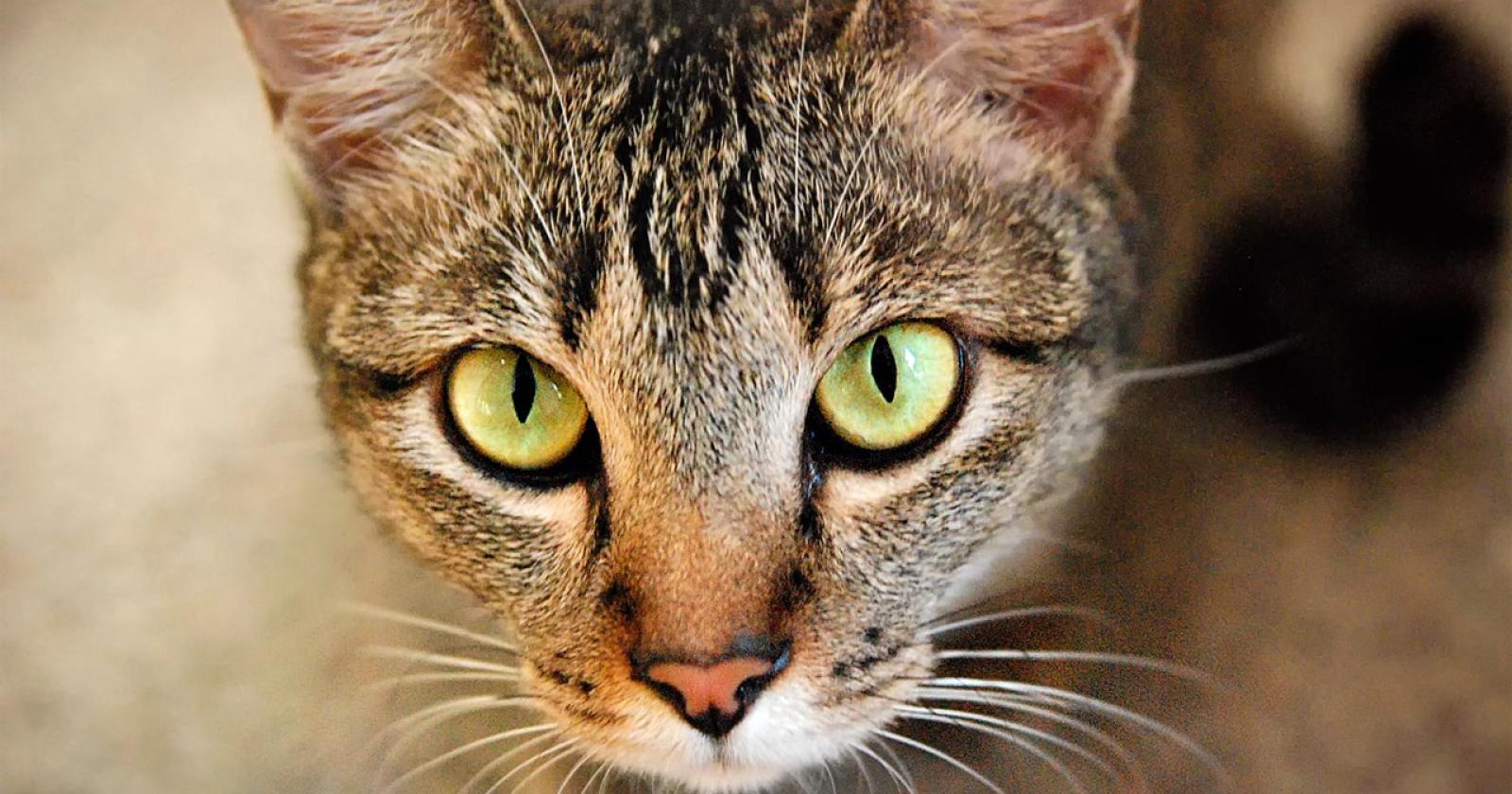 Orrore in strada, fucilate contro una gattina randagia