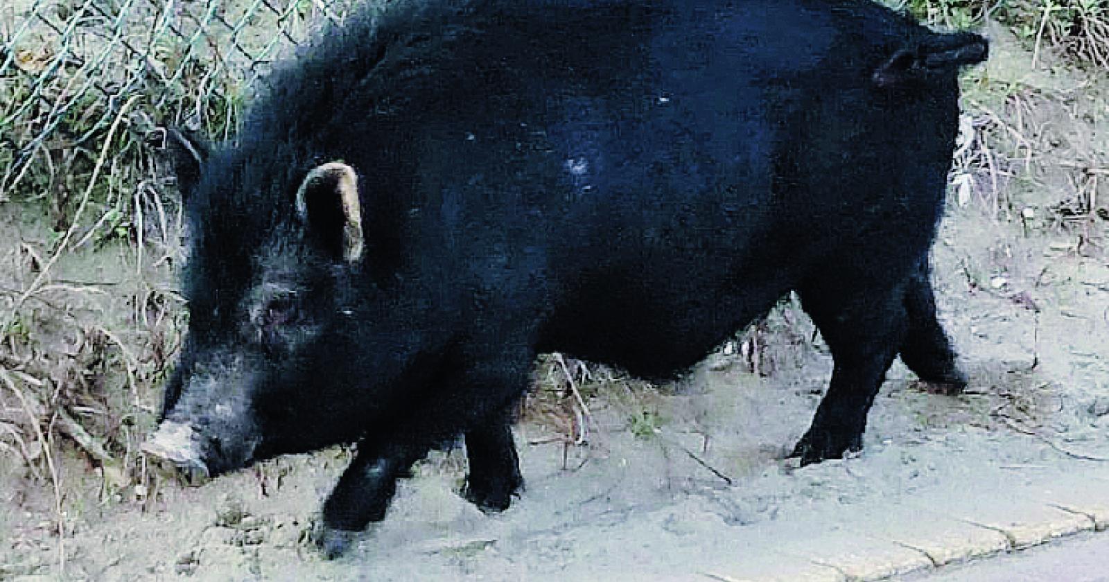 I Carabinieri di Mirano salvano un maialino dal macello