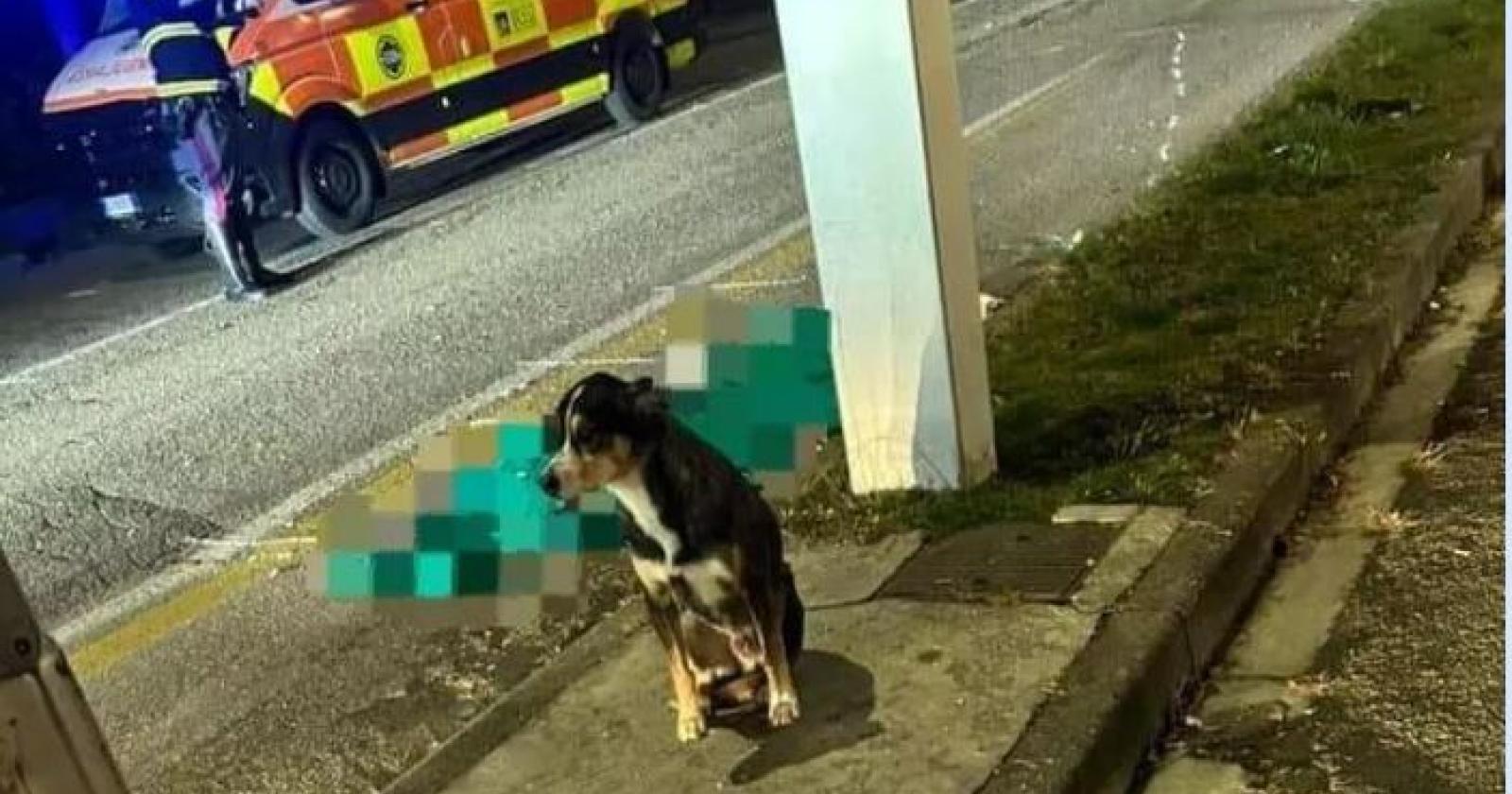 Il cane veglia sul padrone morto per strada