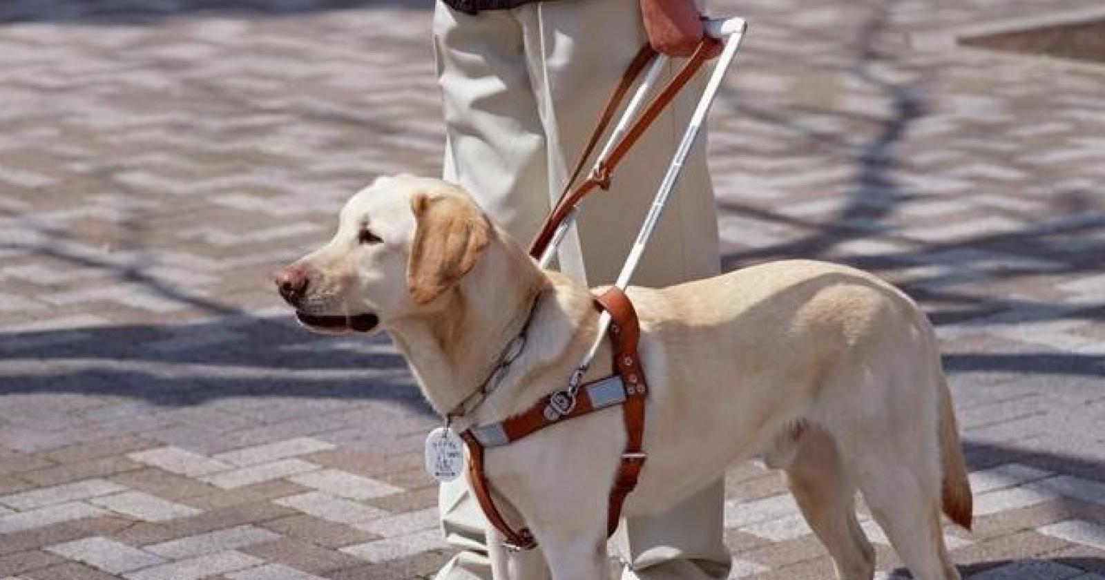 Una colletta per prendere cani per i non vedenti