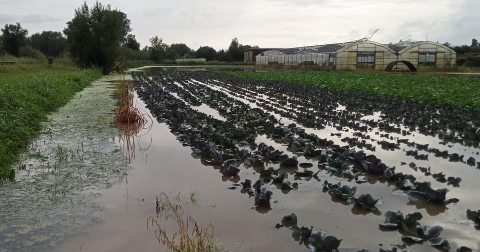 “Il nostro radicchio è finito sott’acqua”