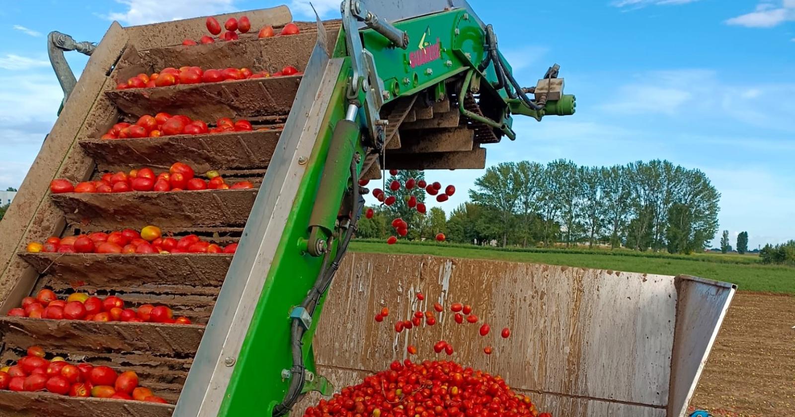 Pomodoro : Una stagione estiva tra successi ed incertezze