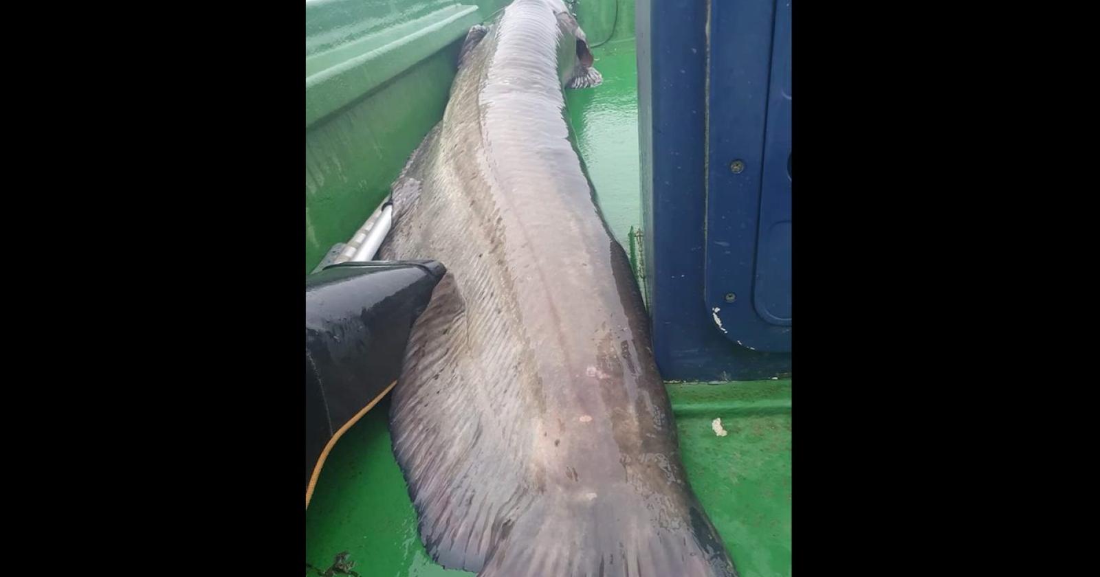 Preso il gigante del Po: quasi 3 metri