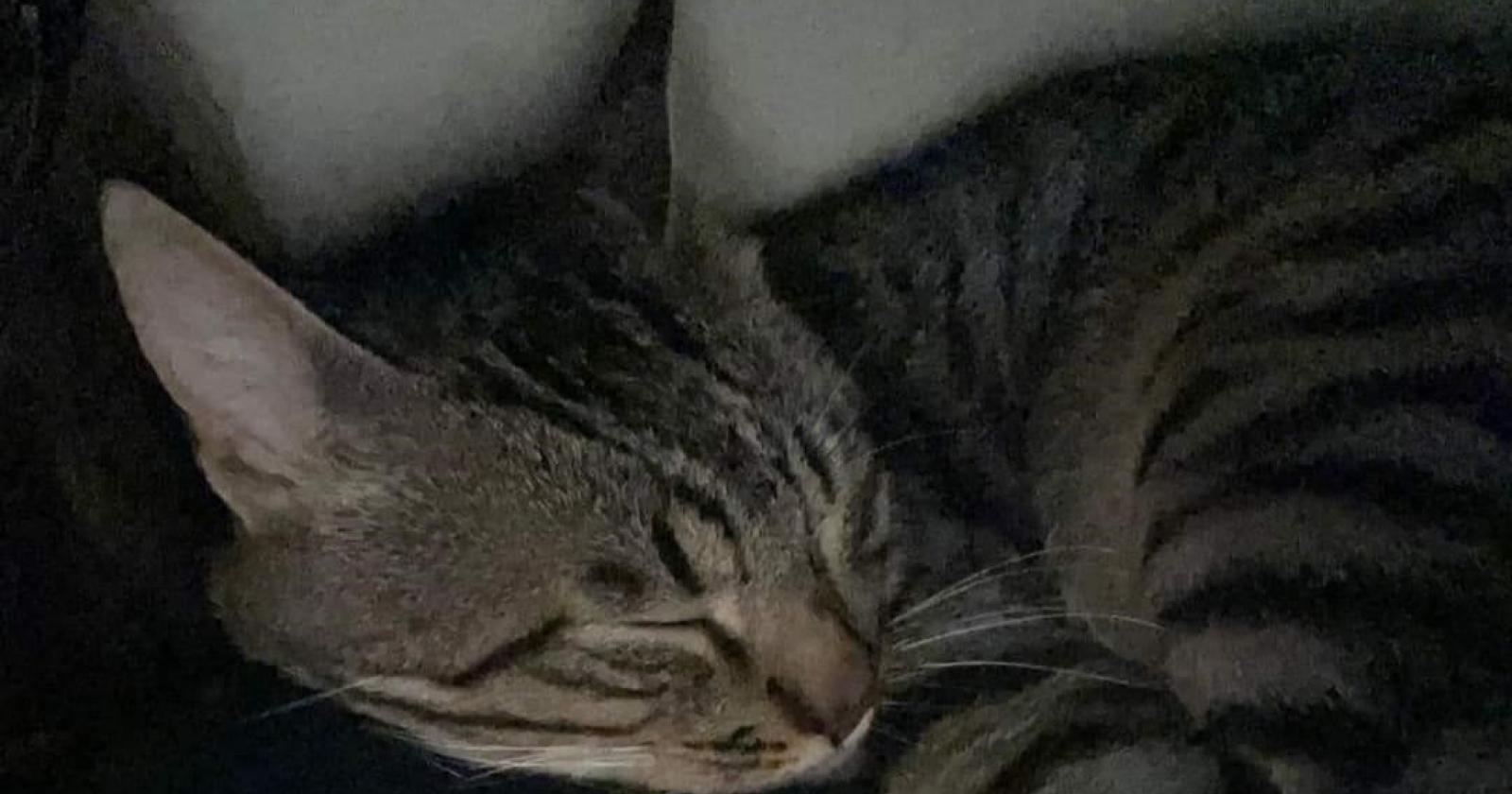 Chioggia, l&rsquo;assassino del gatto Green patteggia un anno di reclusione