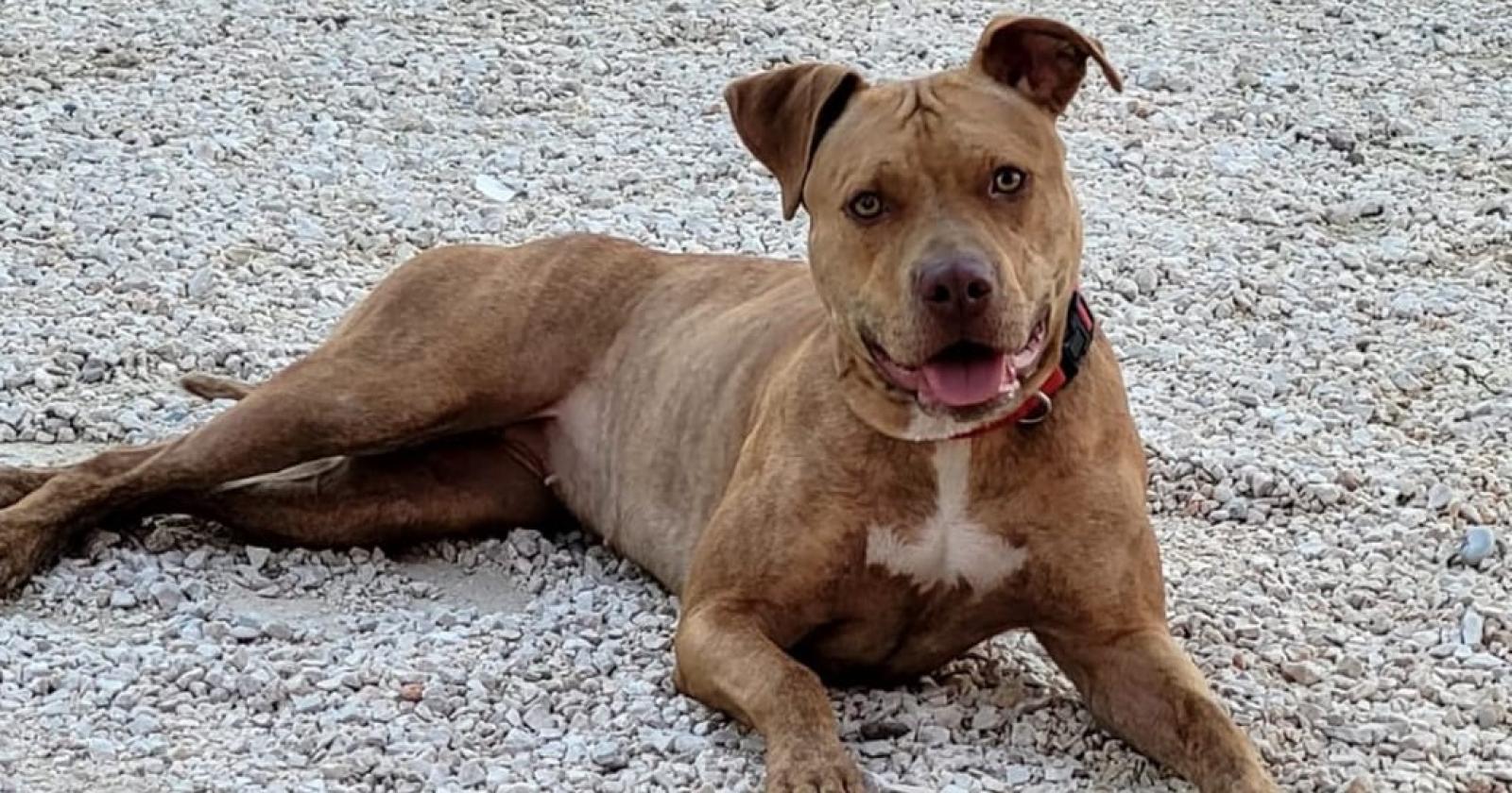 Cagnolina pittbull scomparsa “Temiamo sia trattenuta”