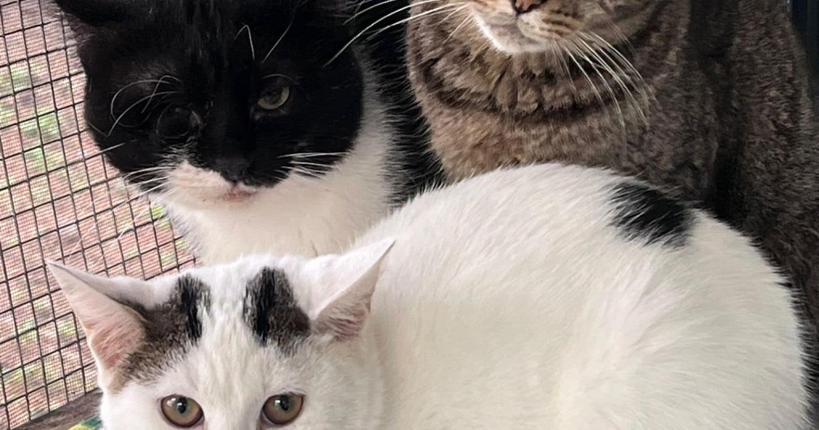 E’ emergenza gatti avvelenati