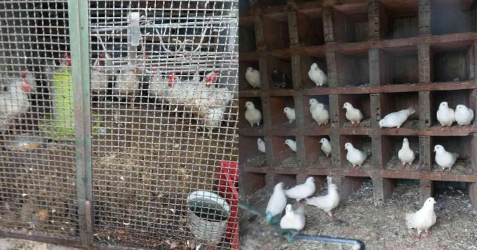 130 volatili maltrattati, scatta l'appello per salvarli