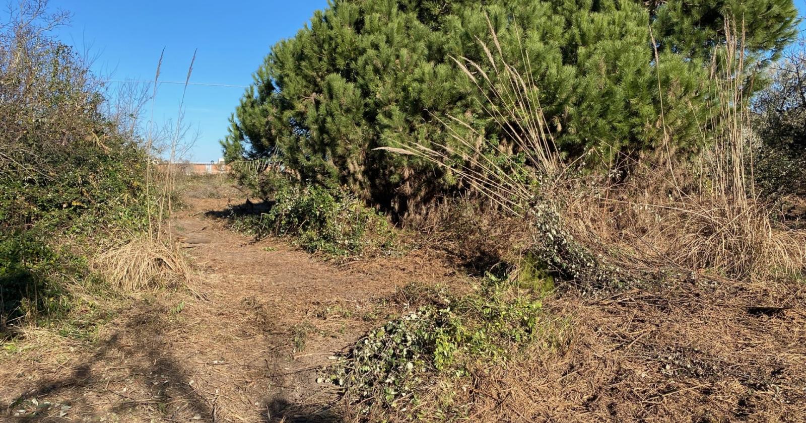 Al via i lavori di recupero del verde del Forte San Felice