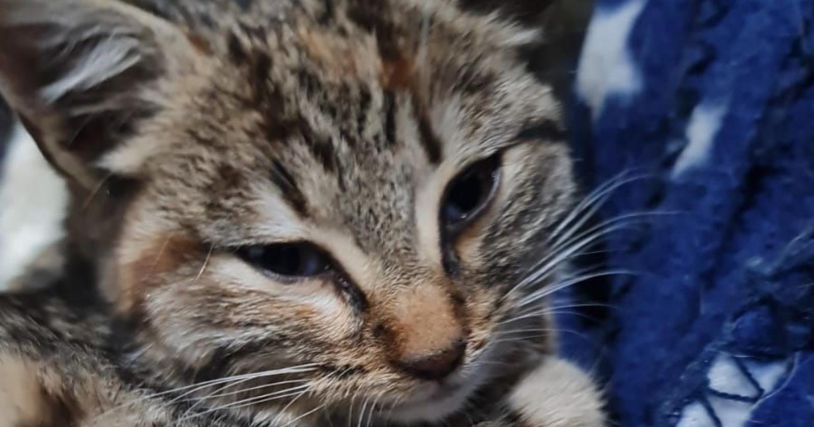 Gattina ferita e abbandonata,  parte la raccolta fondi