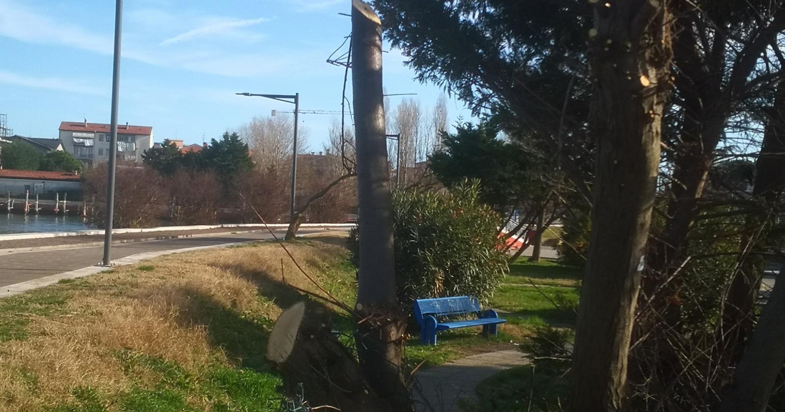 Verde, tagli e abbattimenti illegali