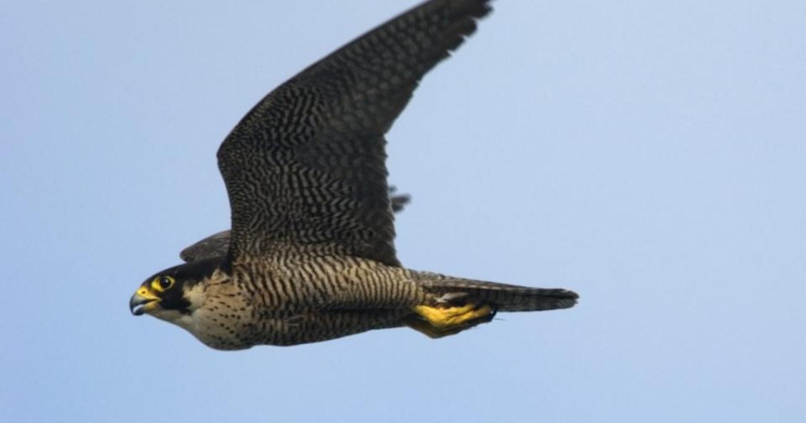Falchi in volo: la sicurezza aeroportuale incontra la biodiversità alla Marco Polo di Venezia